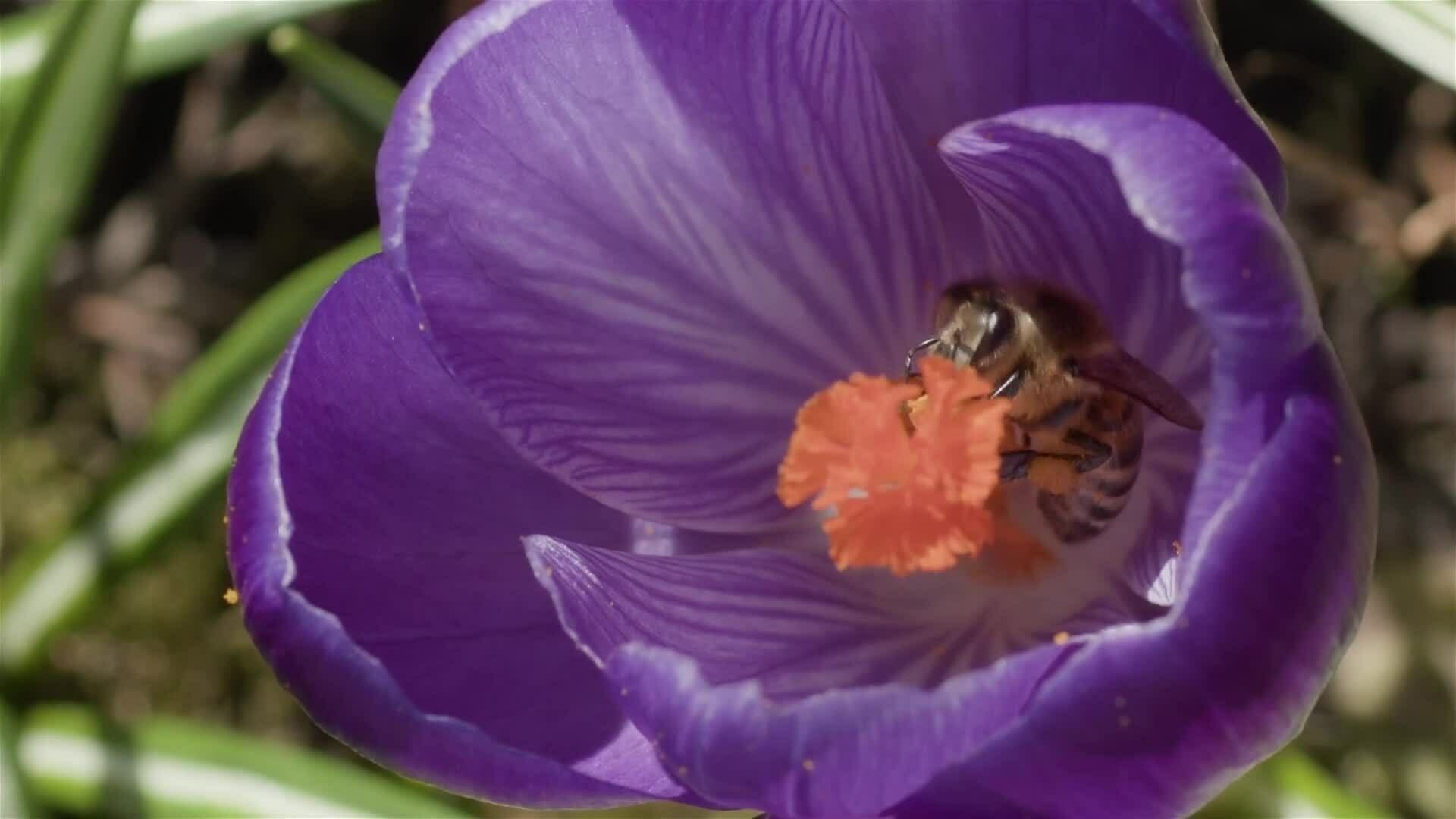 I WONDER - Can The Weather Help With Pollination?