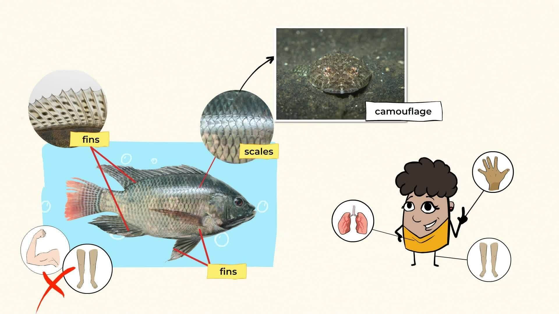 Exploring the Fascinating World of Fish
