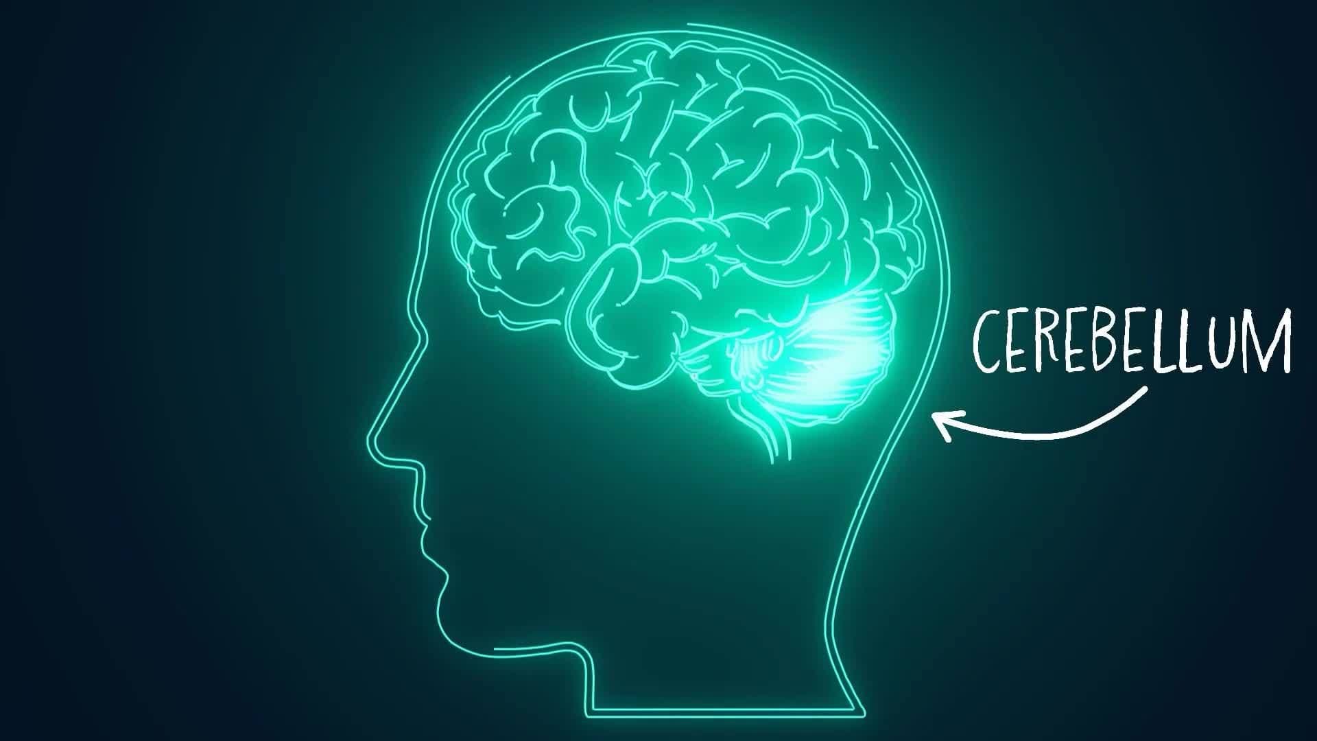 Five Facts - Brain