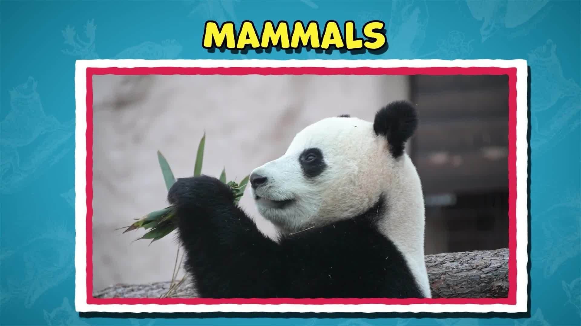 I WONDER - What Are The Different Types Of Vertebrates?