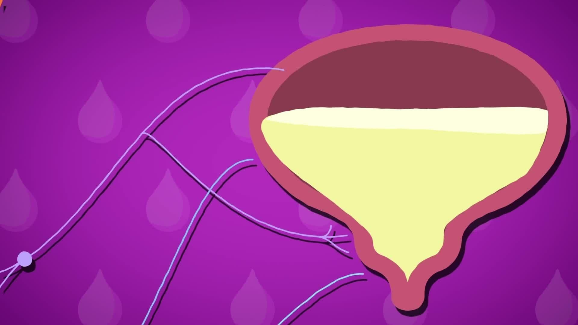 I WONDER - How Does Your Bladder Know When It Is Time To Empty?