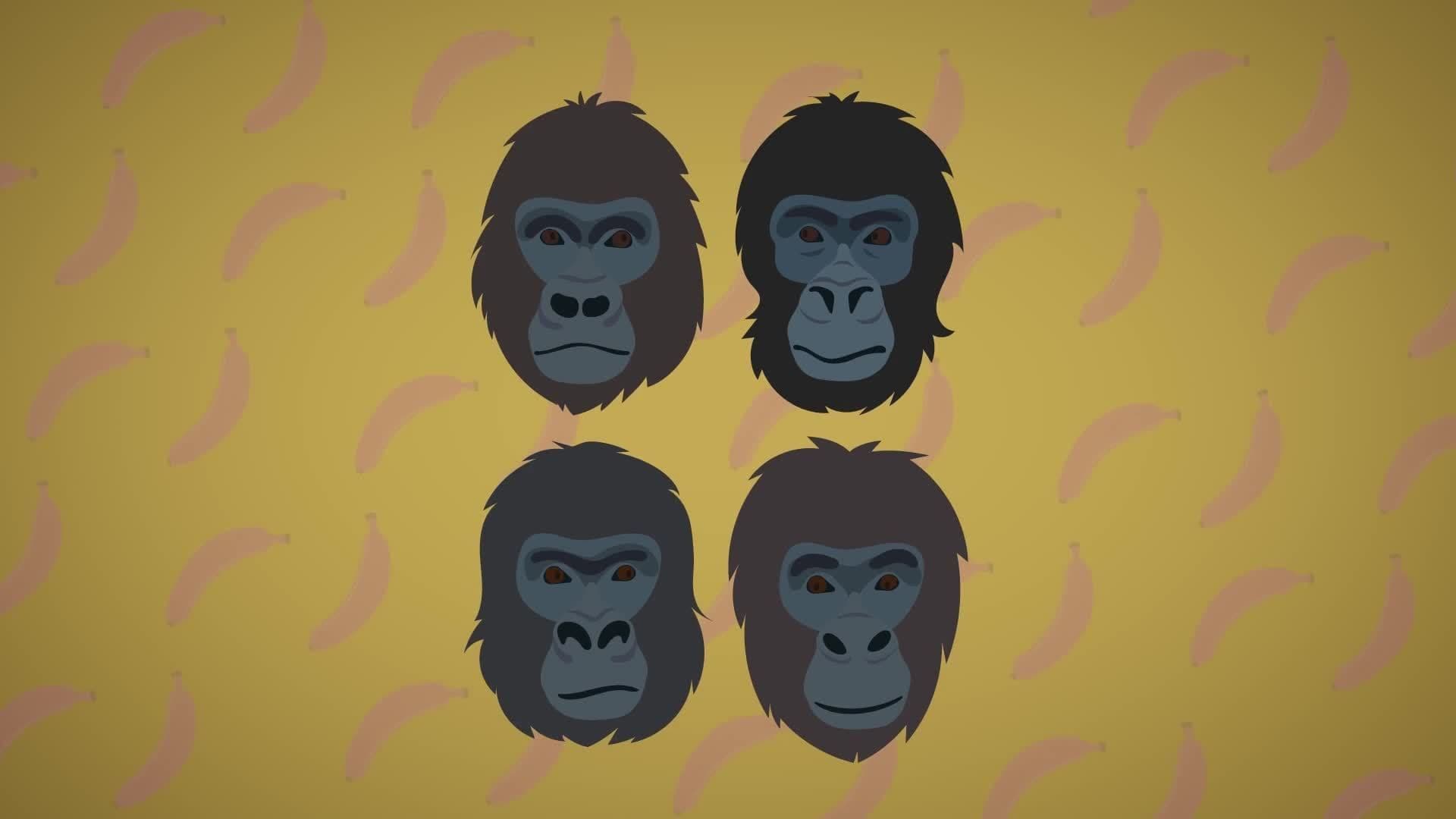 Gorilla Facts