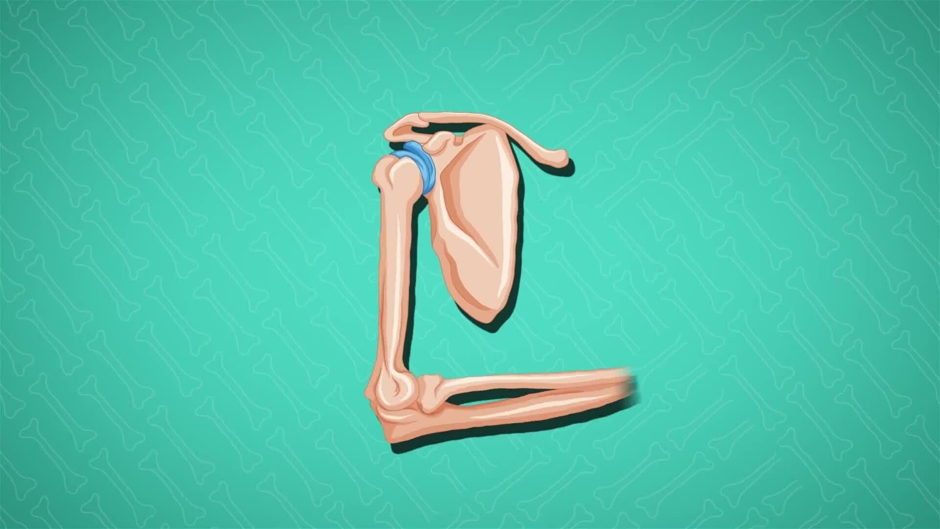 I WONDER - What Are The Most Mobile Joints?