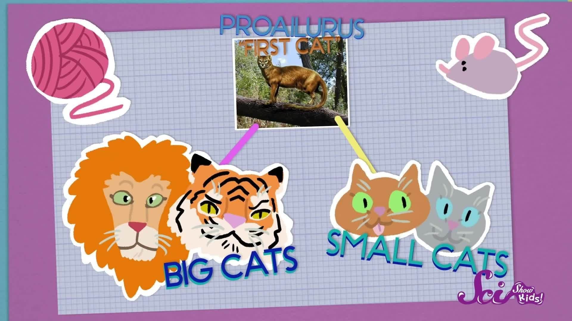 3 Cool Facts About Cats!