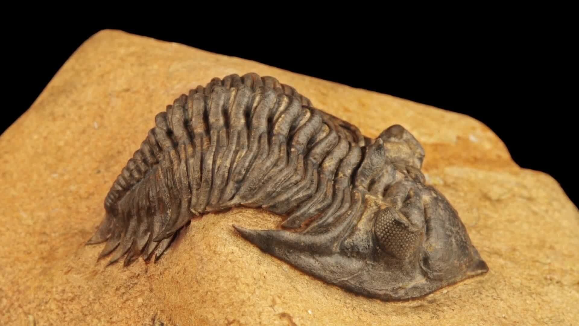 Exploring the Paleozoic Era: From Cambrian Explosion to the Great Dying