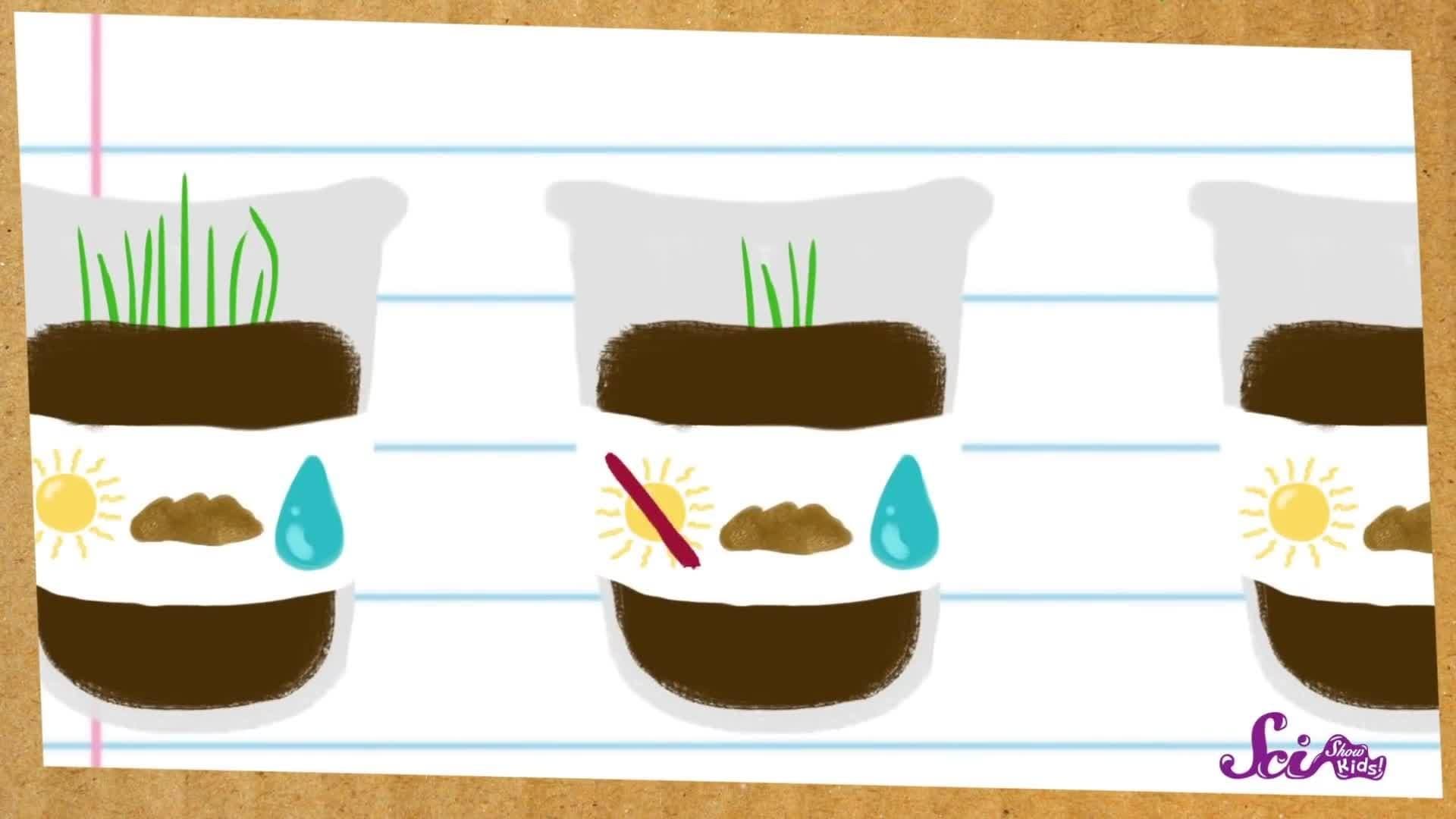 Grow Your Own Plants!