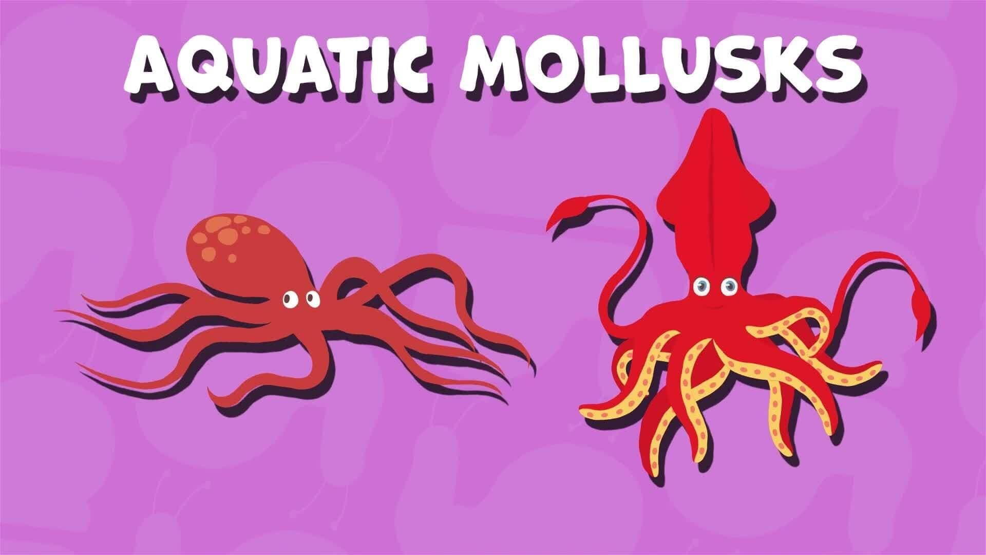 I WONDER - Do All Mollusks Live On Land?
