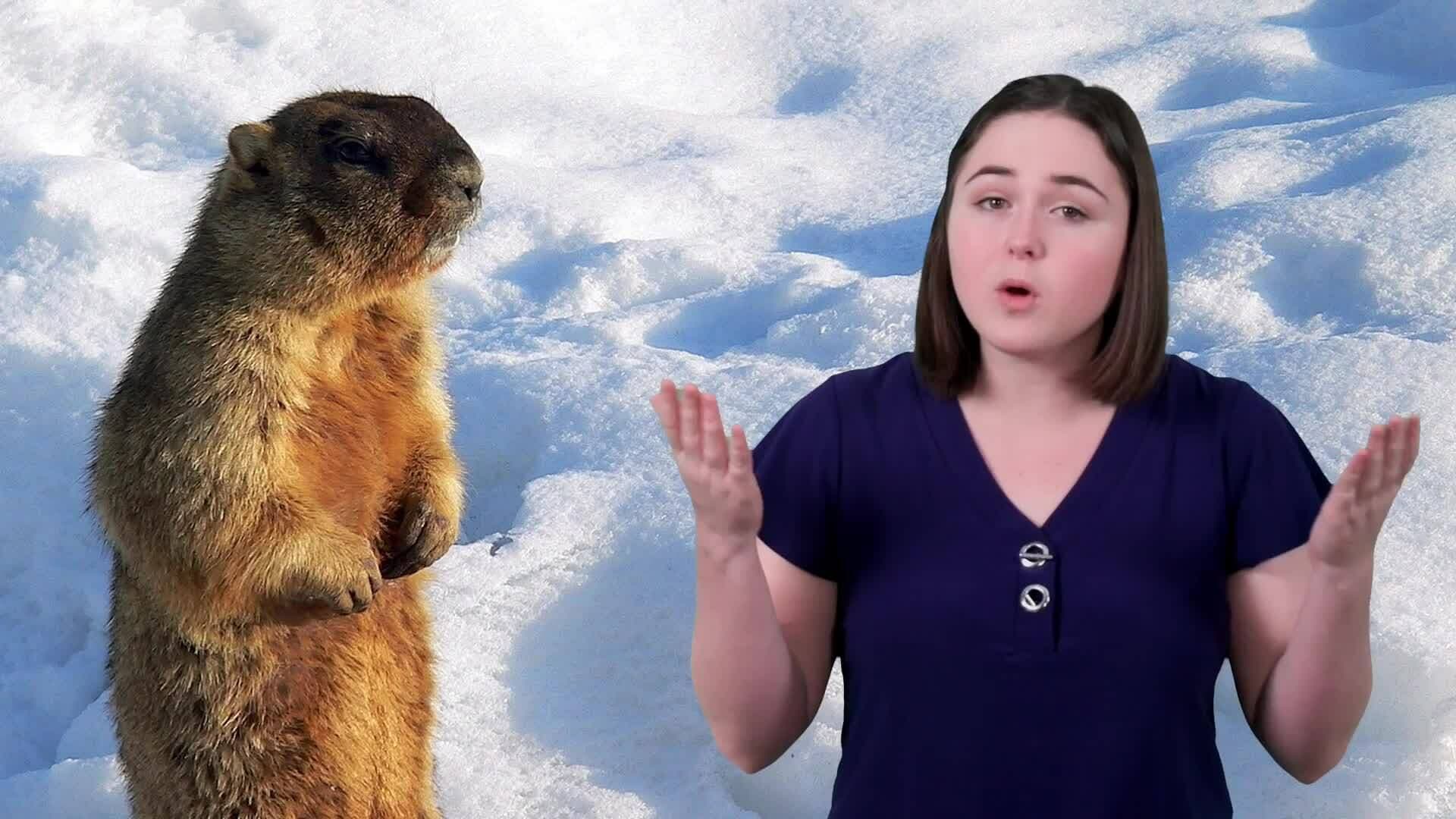 The Science of Hibernation: How Animals Prepare