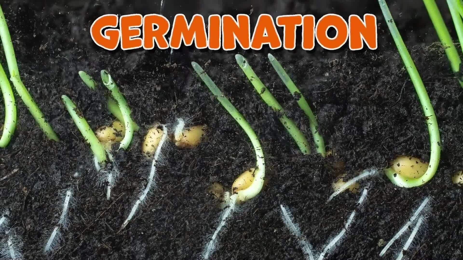 I WONDER - How Does The Plant Life Cycle Start?