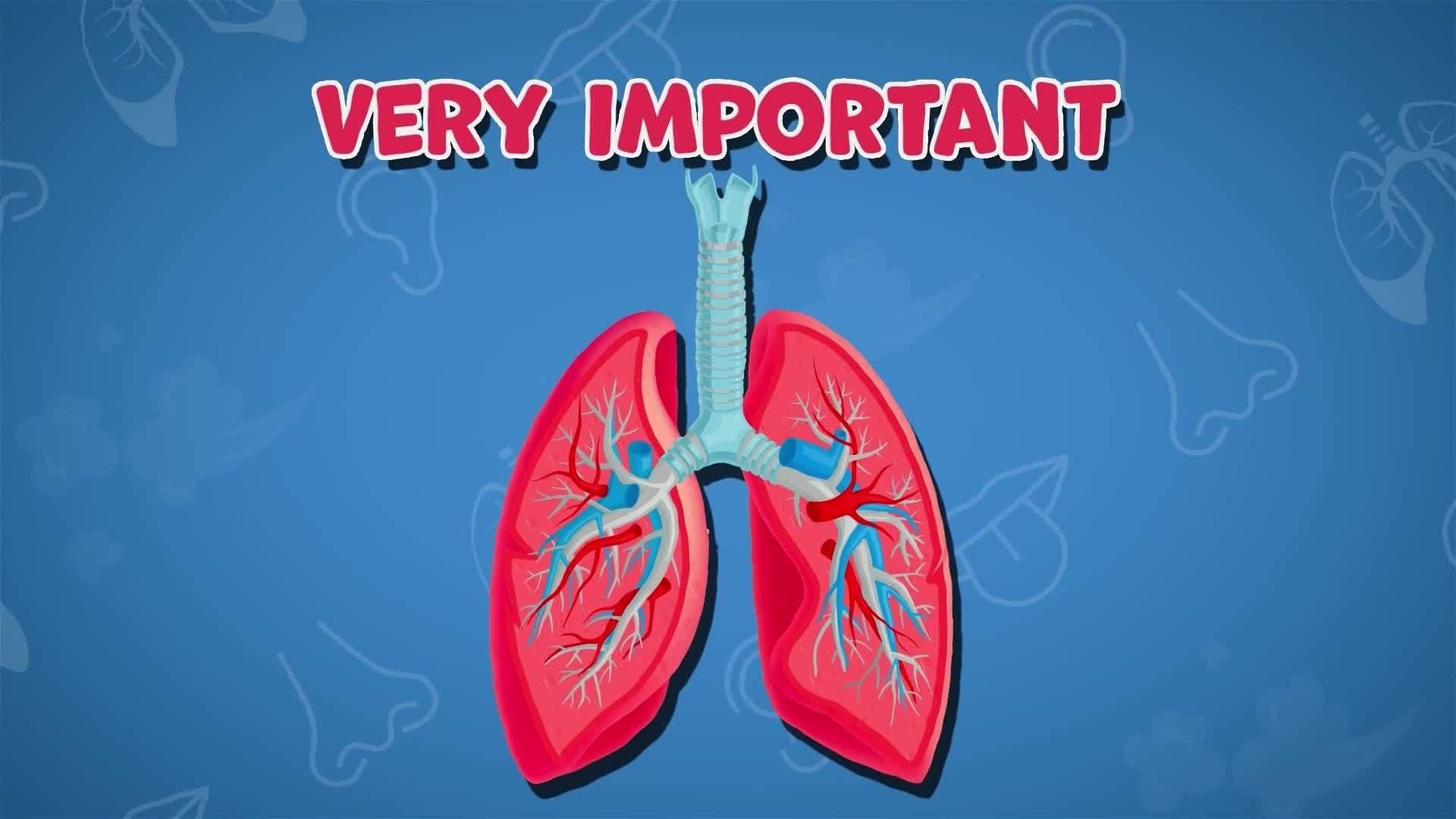 I WONDER - What Does The Respiratory System Do?