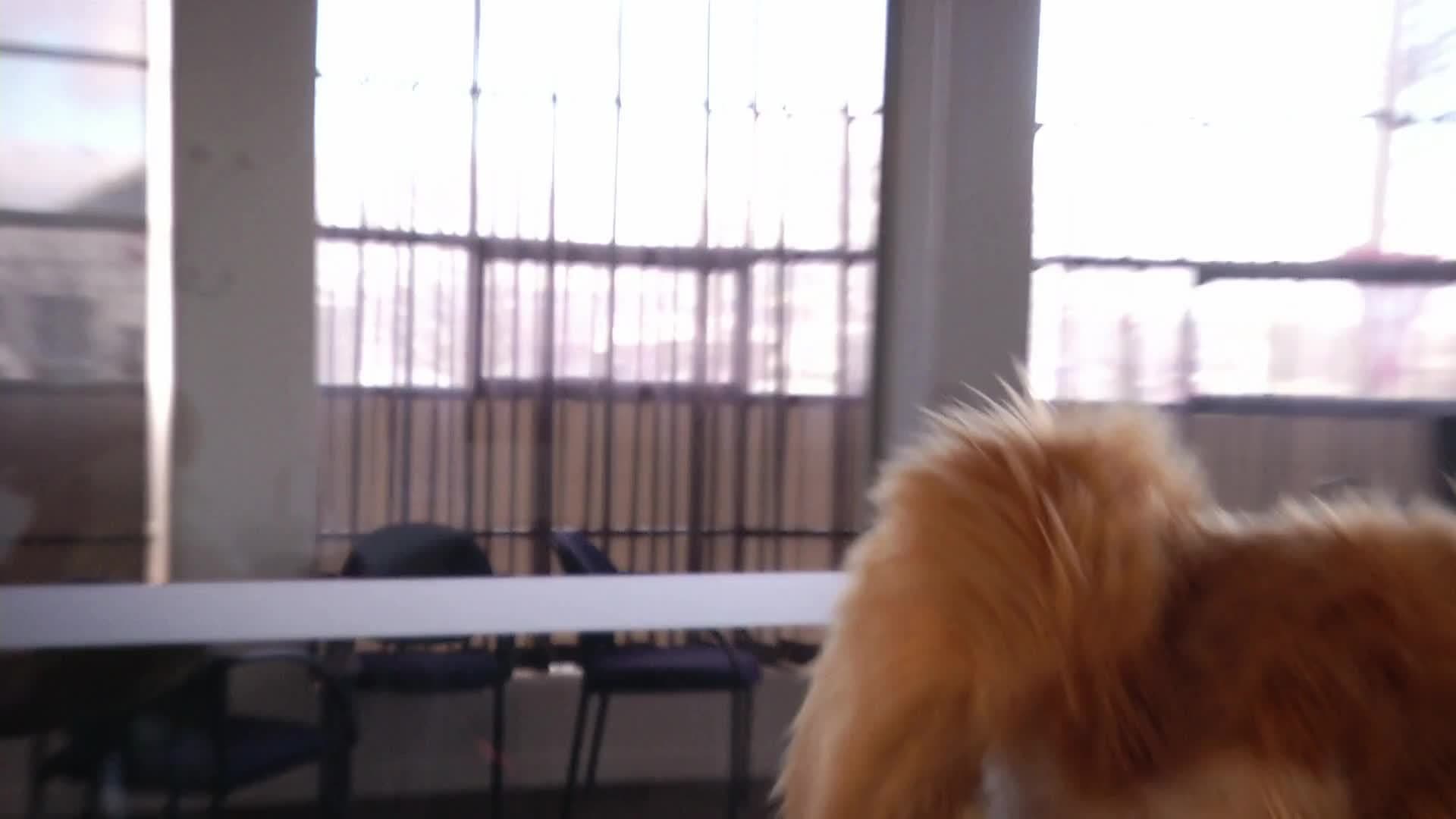Flash: Alpaca 1