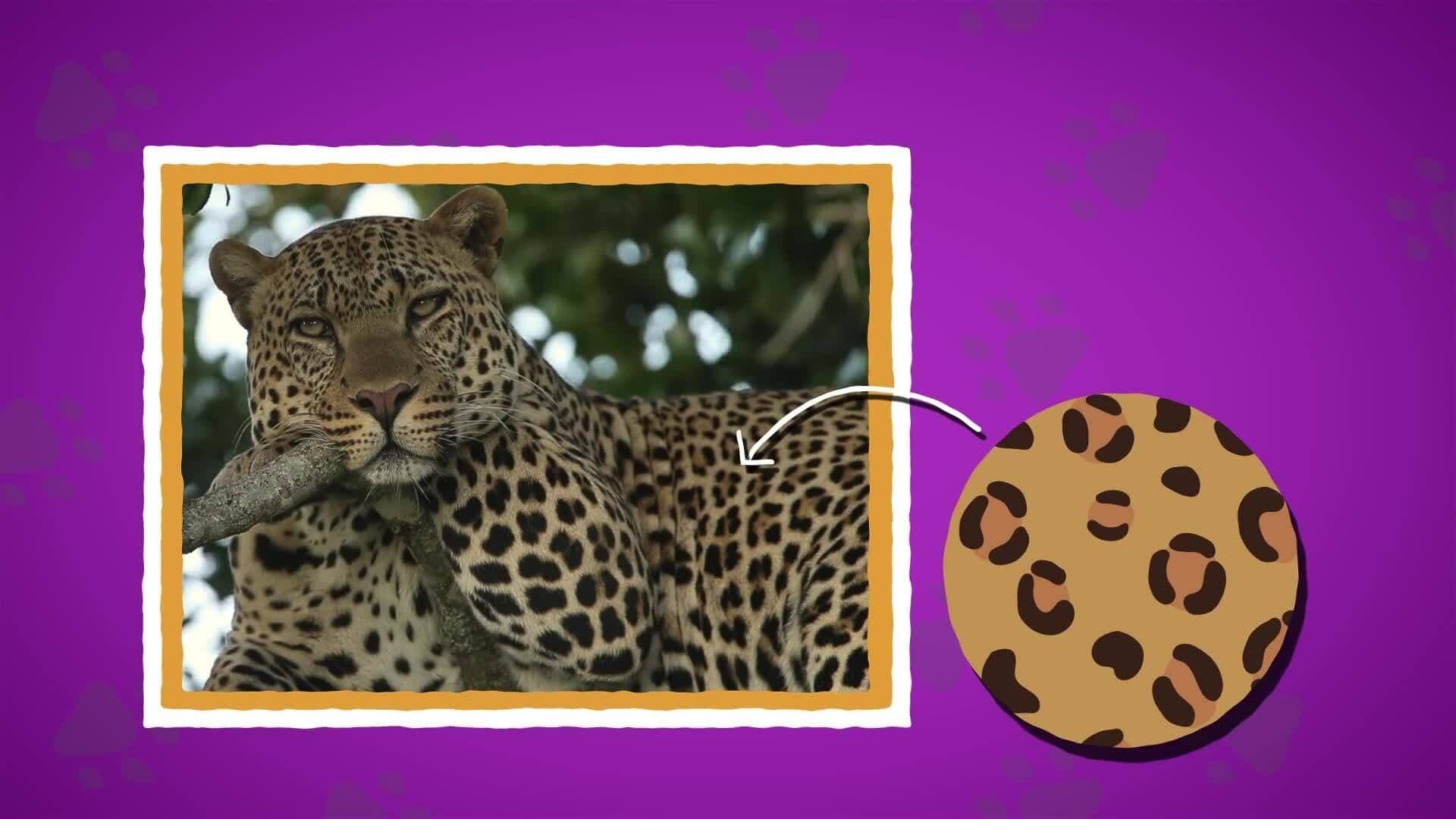 I WONDER - Do All Leopards Have Spots?