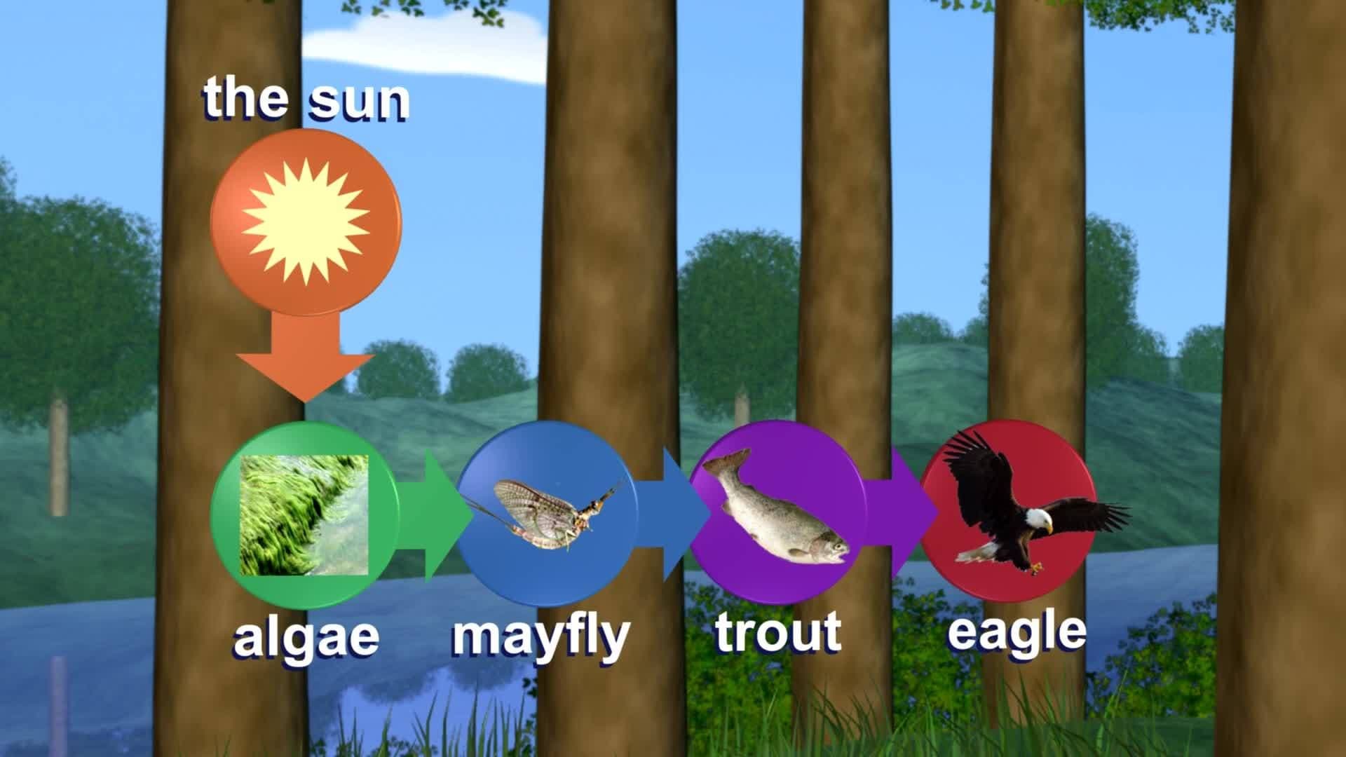 Life Science: Ecosystems