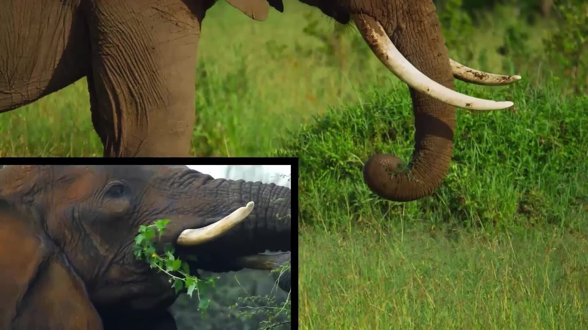 I WONDER - How Much Do Elephants Eat?