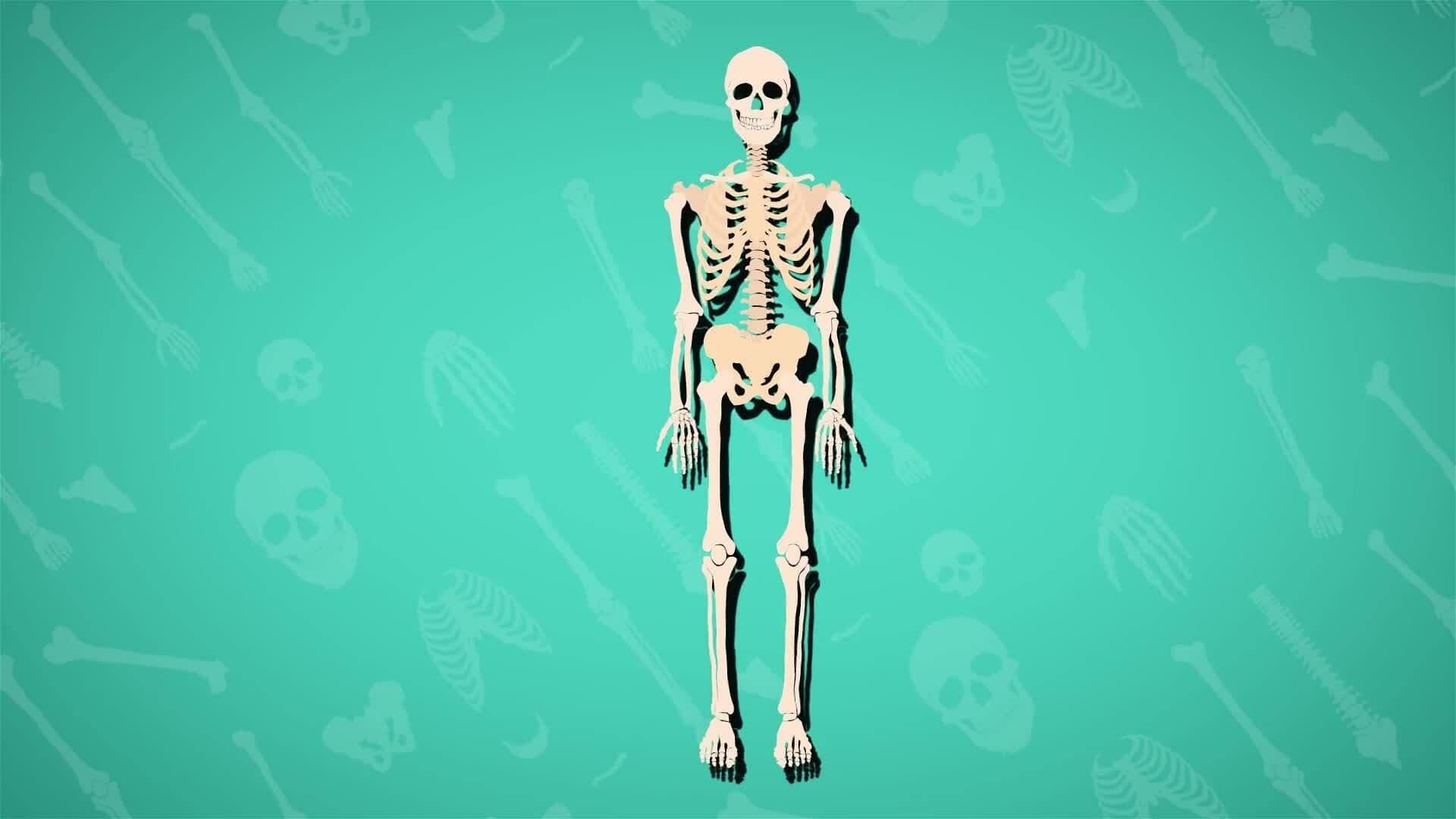 I WONDER - How Many Bones Are In The Body?