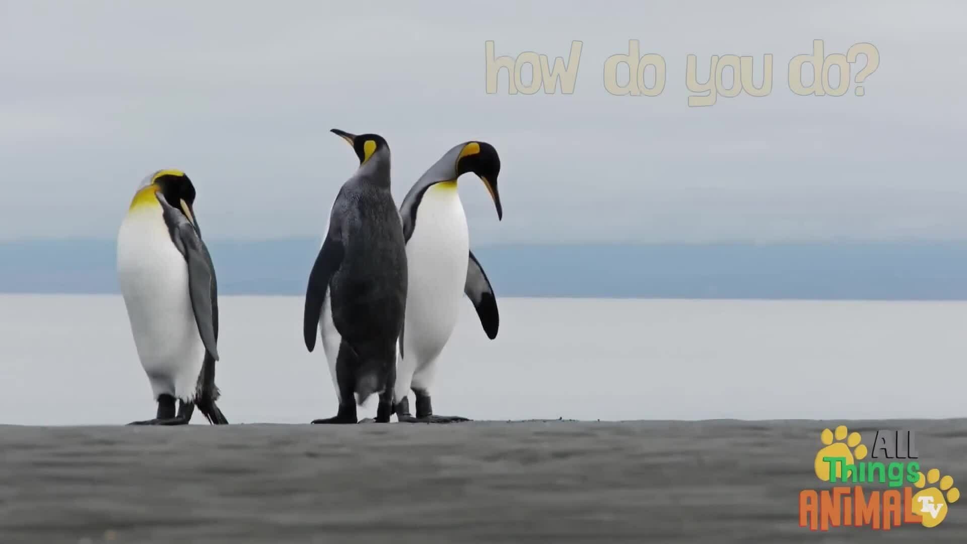 The Fascinating World of Penguins: Nature's Best Dressed Creatures