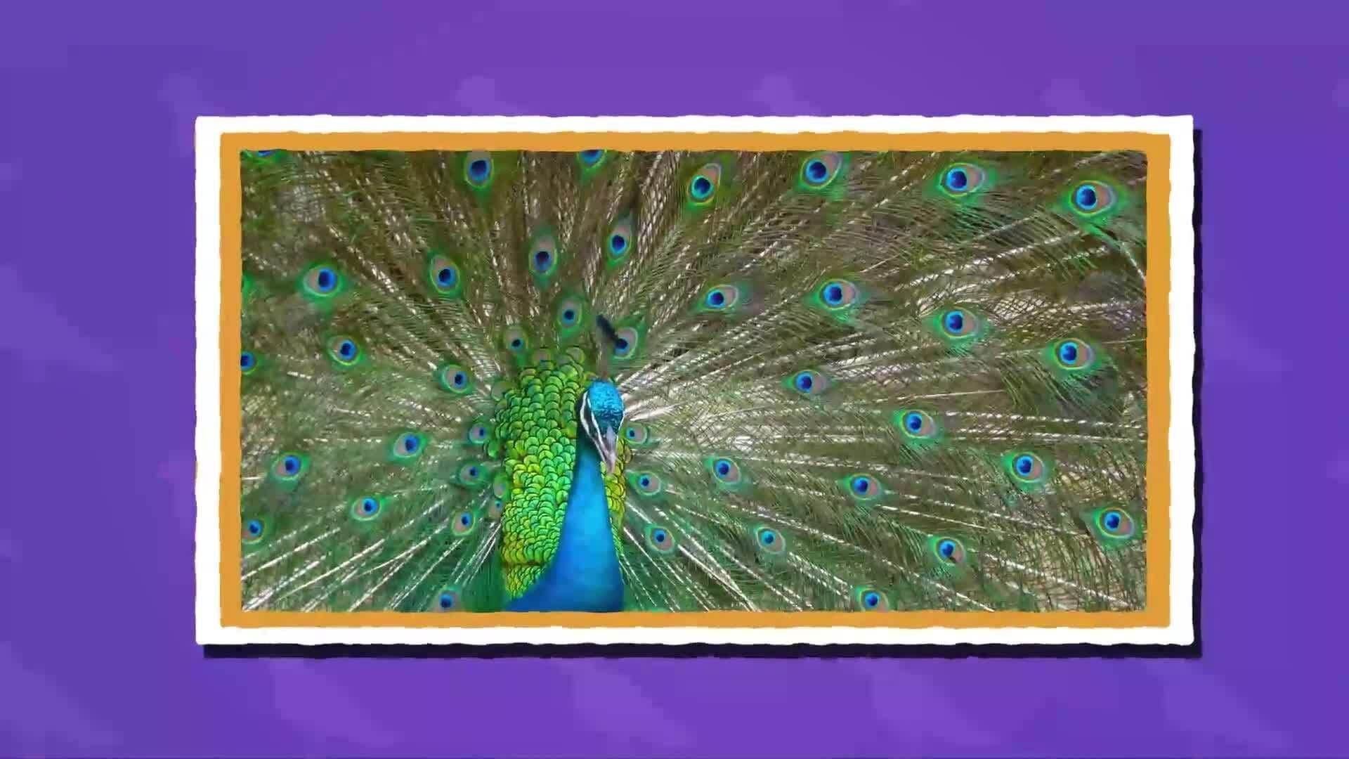 I WONDER - Why Do Male Birds Have More Colourful Feathers?