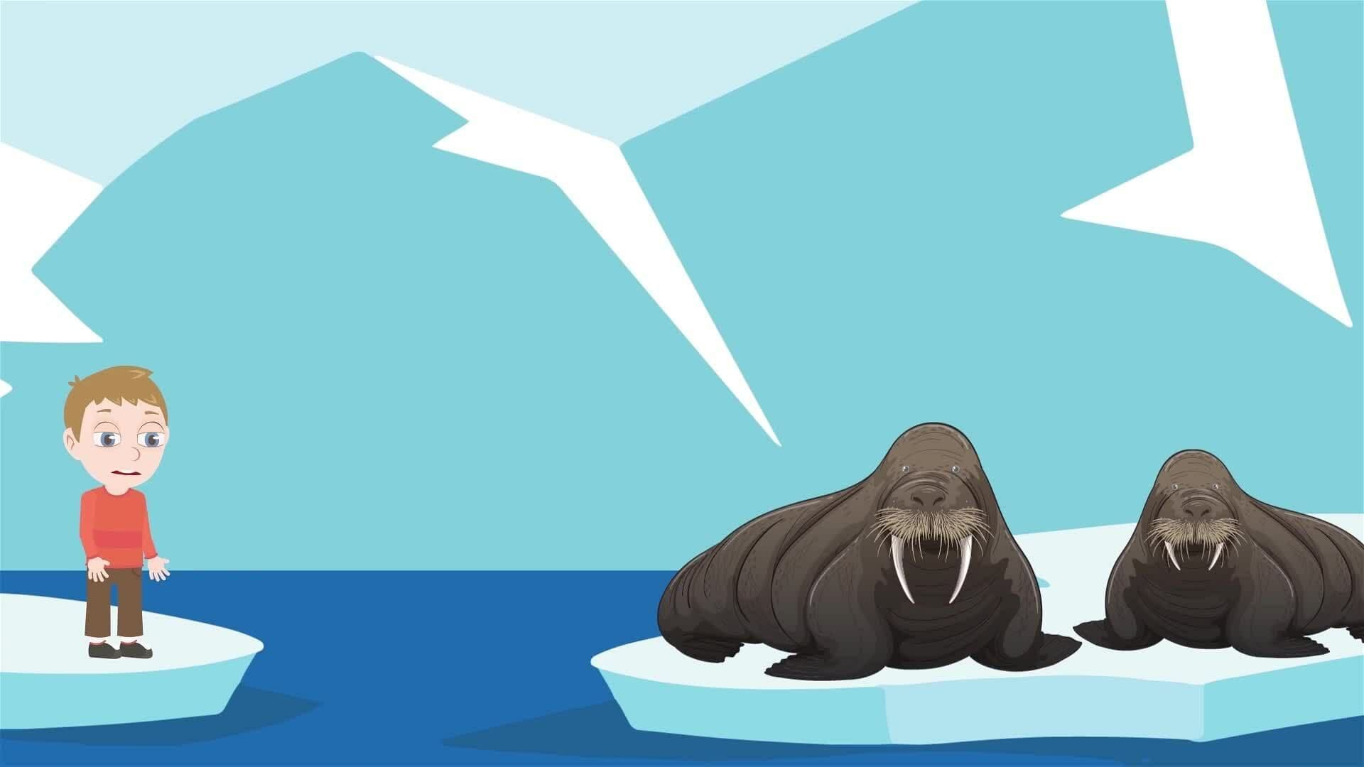 I WONDER - Why Do Walruses Have Tusks?