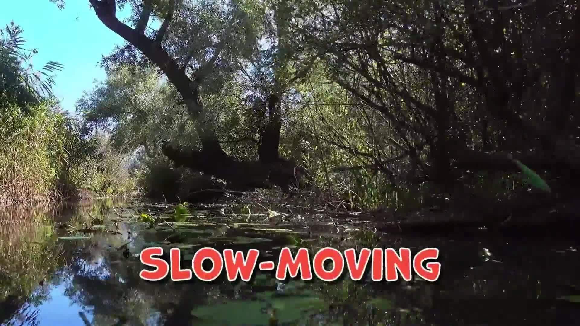 I WONDER - What Is Swamp?
