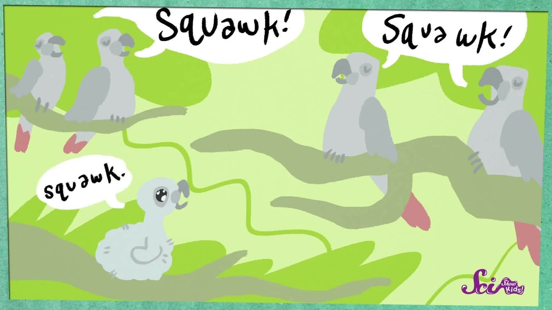 Birds that Talk!