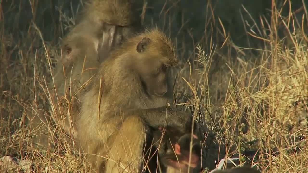 Wild Animal Sounds - Learn the Wild Animals for Kids