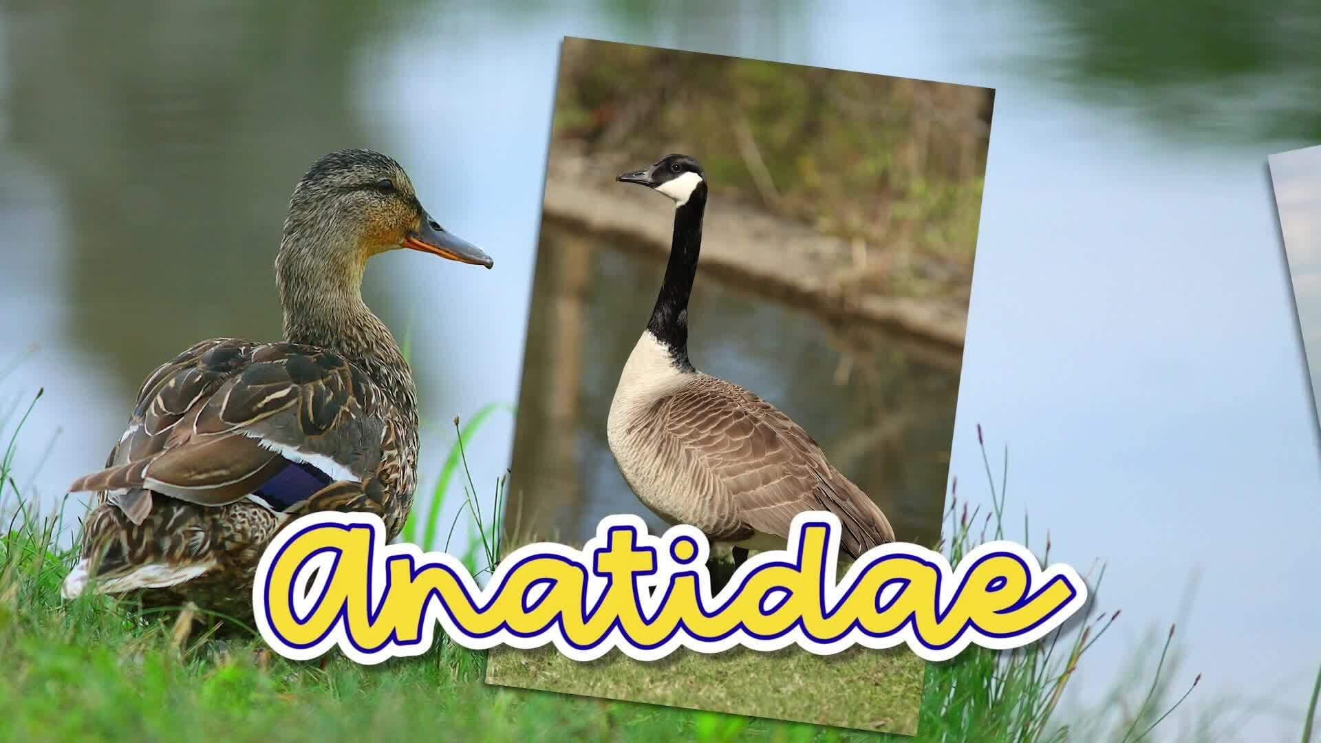 Discovering Ducks: A Journey into Their World and Adaptations