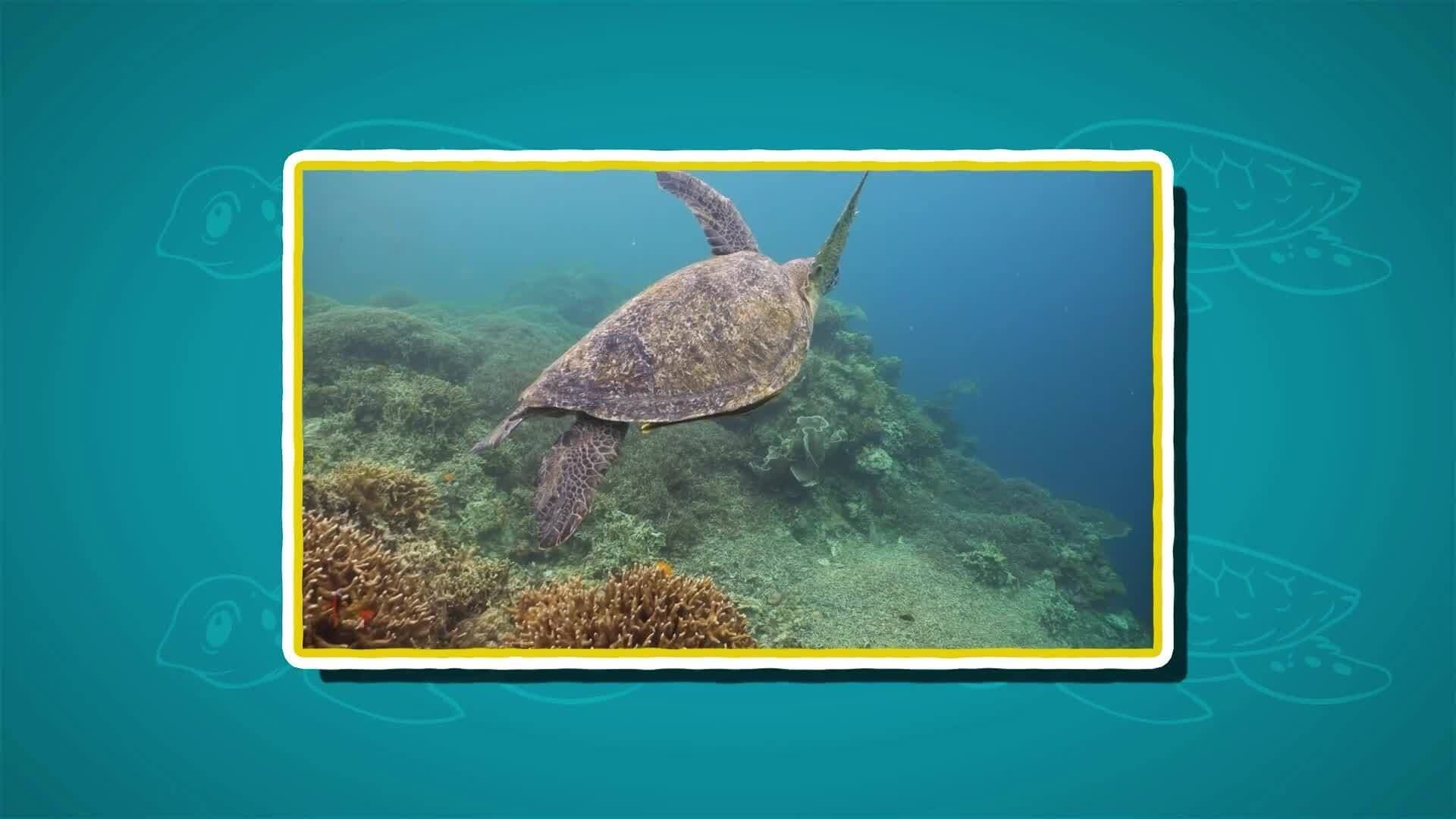 I WONDER - Where Was The Biggest Turtle Found?