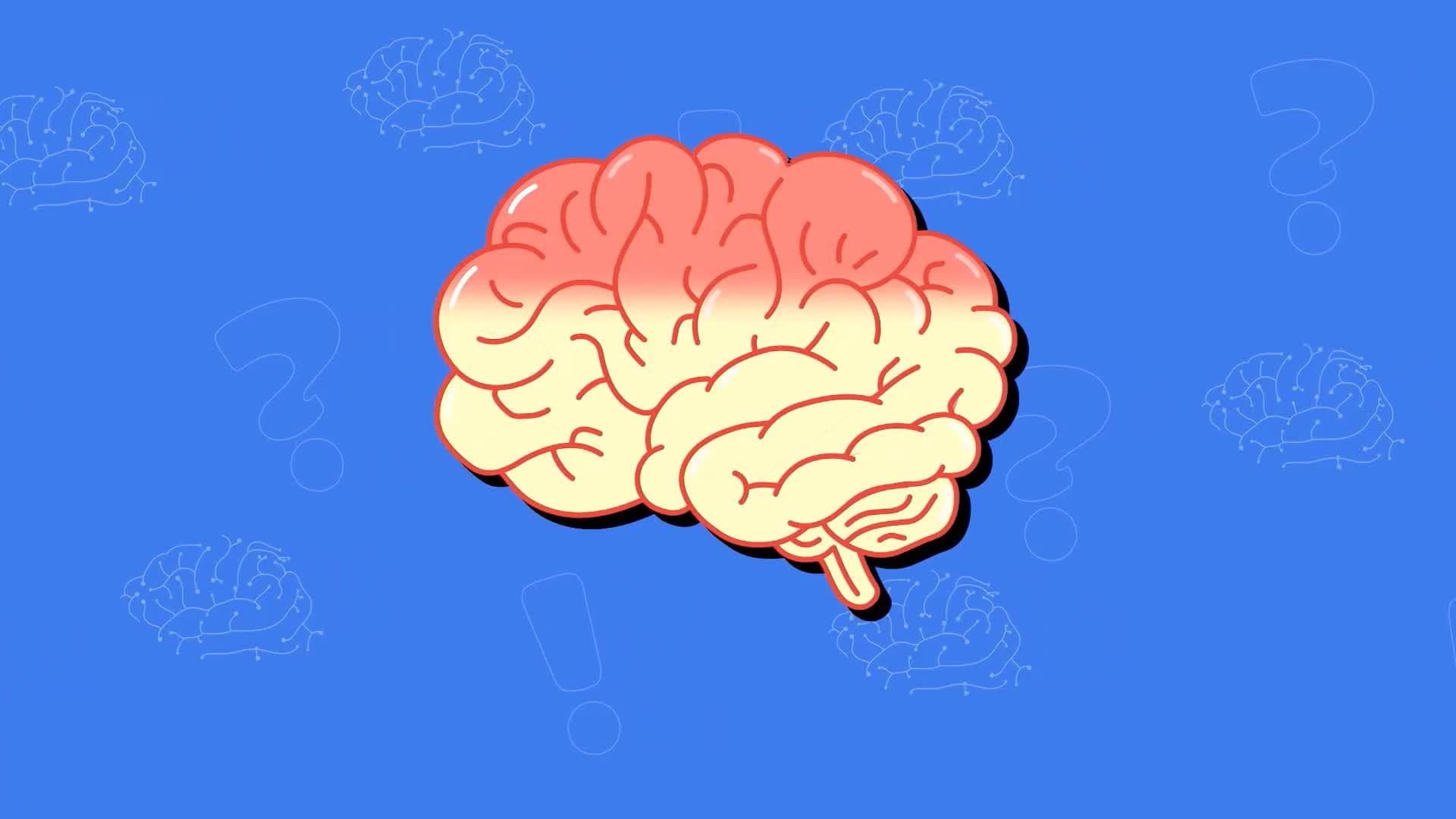 I WONDER - What Is The Brain Made Of?