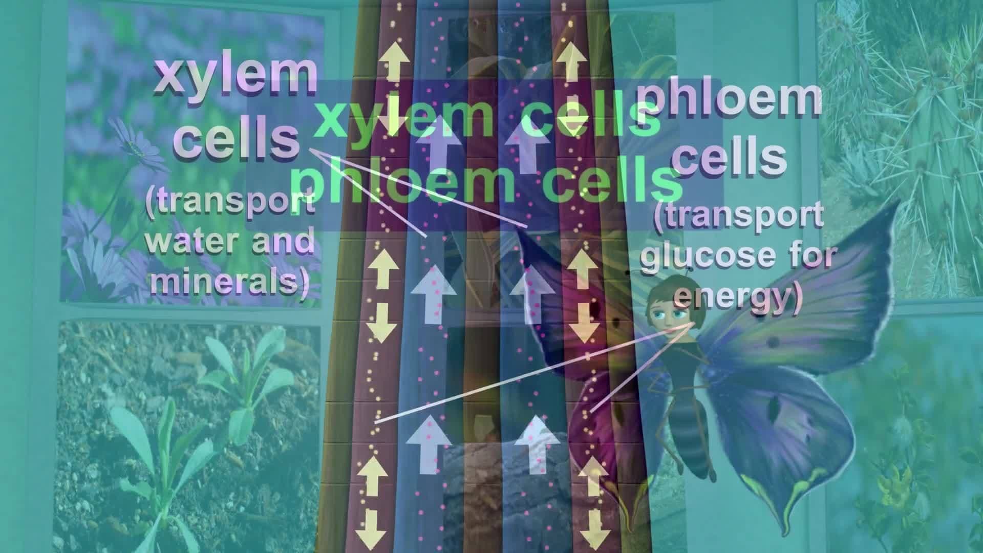 Life Science: Xylem and Phloem