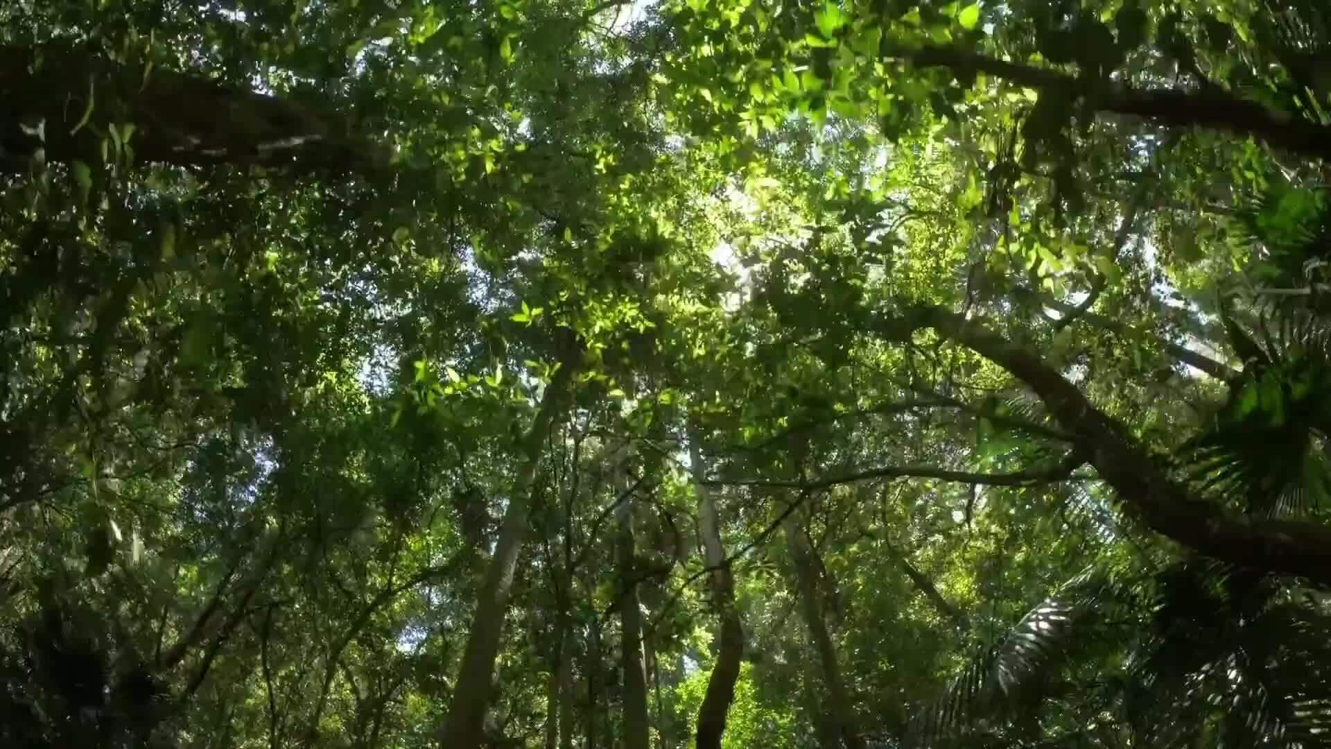 Exploring the Layers of a Tropical Rainforest