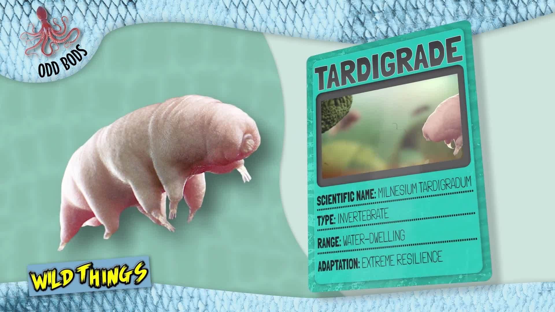 Odd Animal Record Breakers