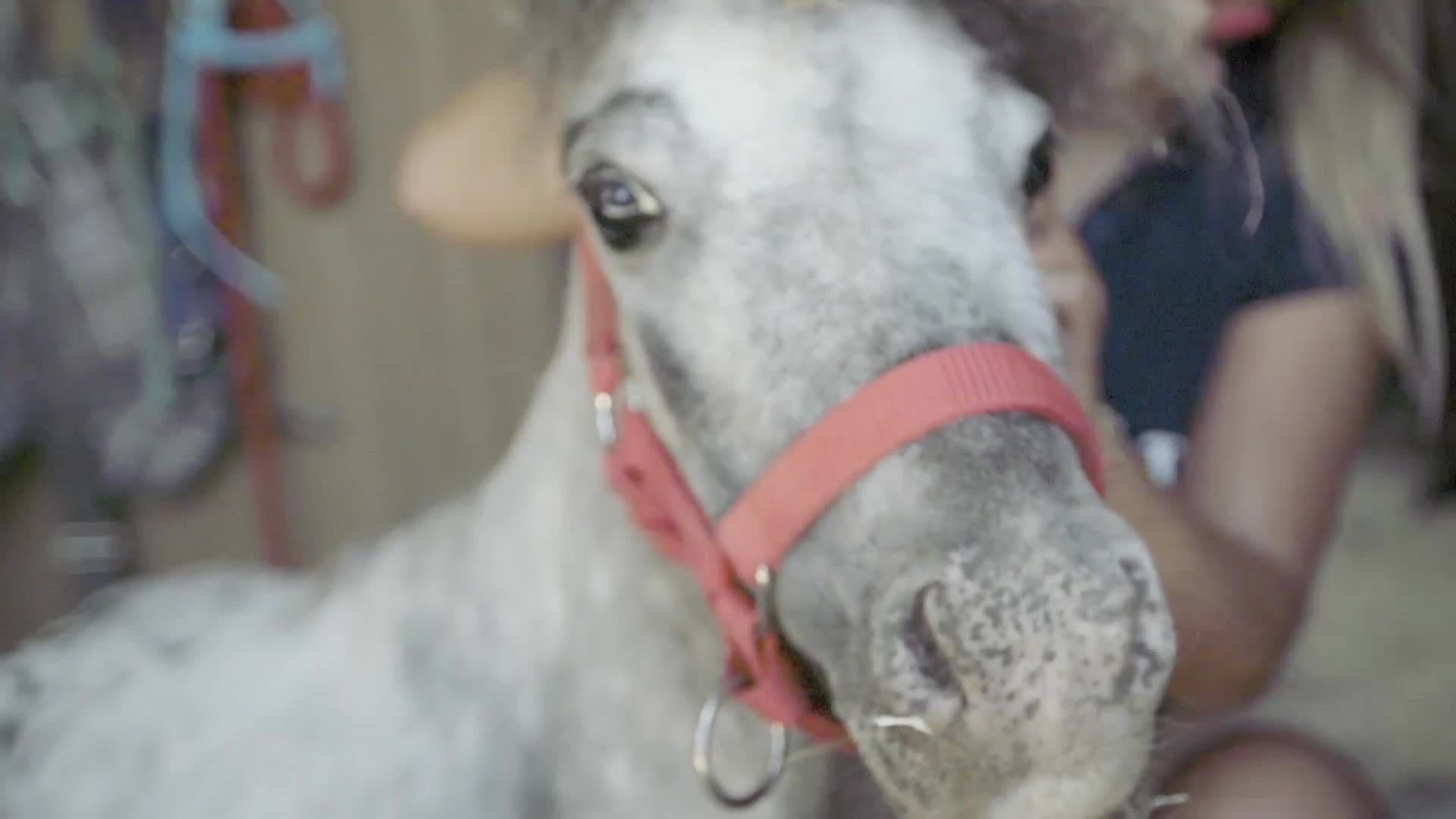 Bumble: The Smallest Horse with a Big Heart