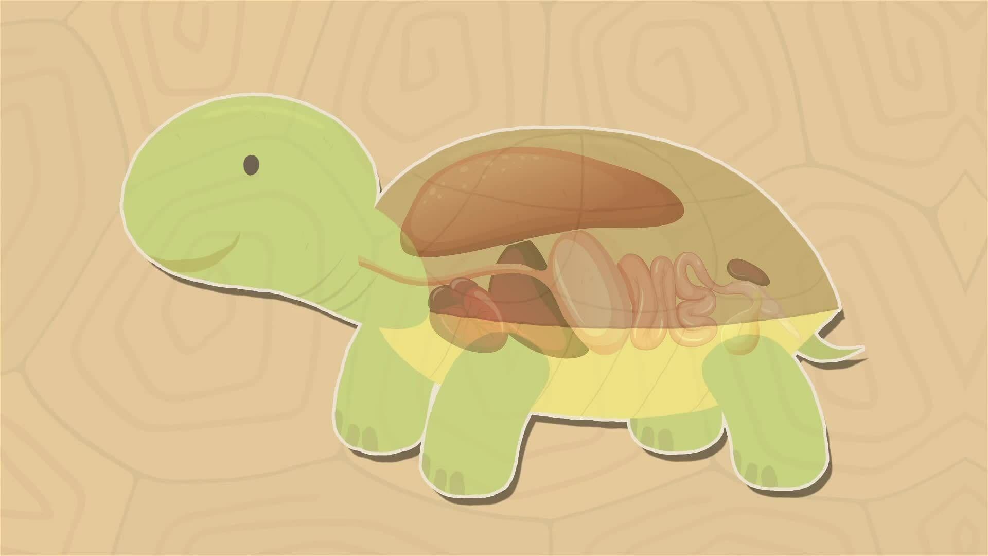 I WONDER - How Does A Tortoise Breathe Inside Its Shell?