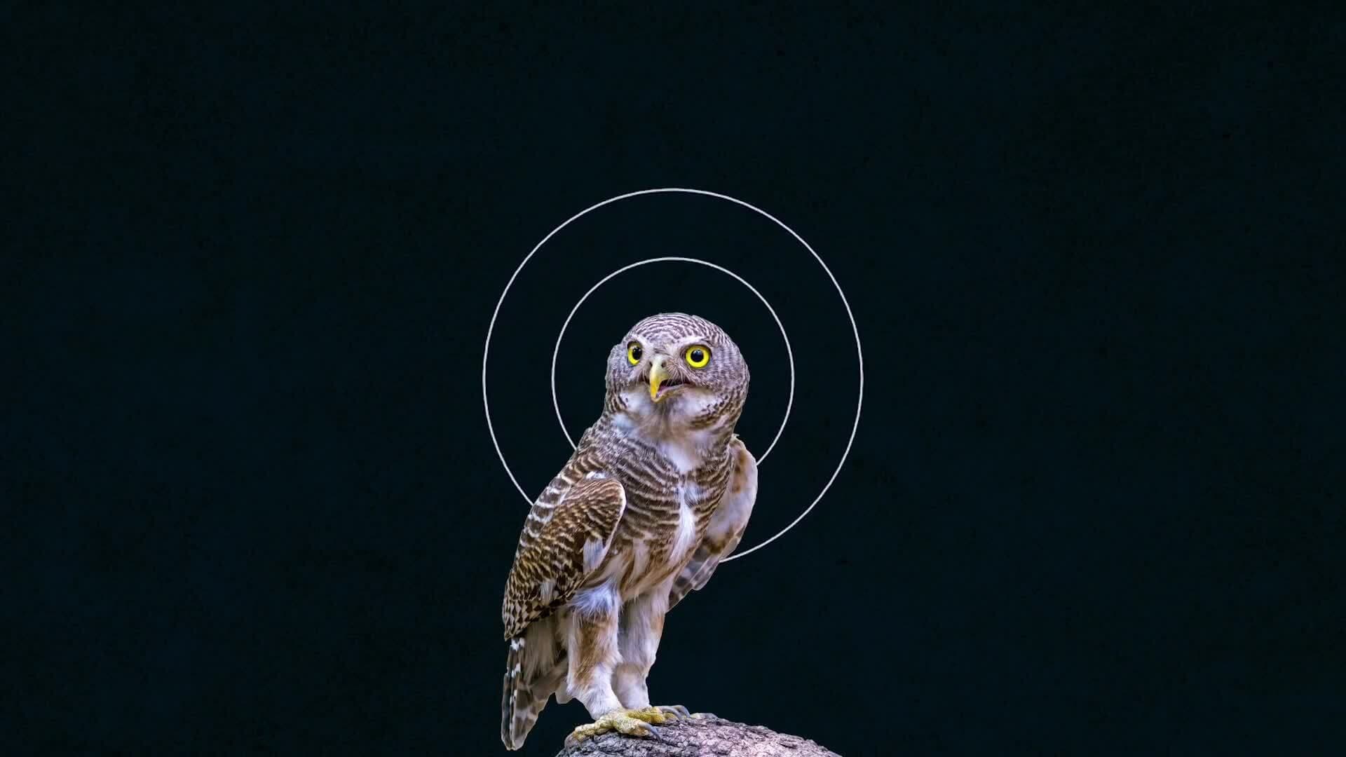 Amazing Owl Adaptations