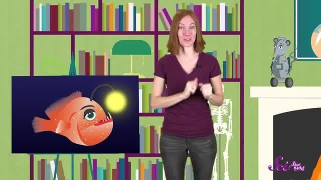 All About Anglerfish