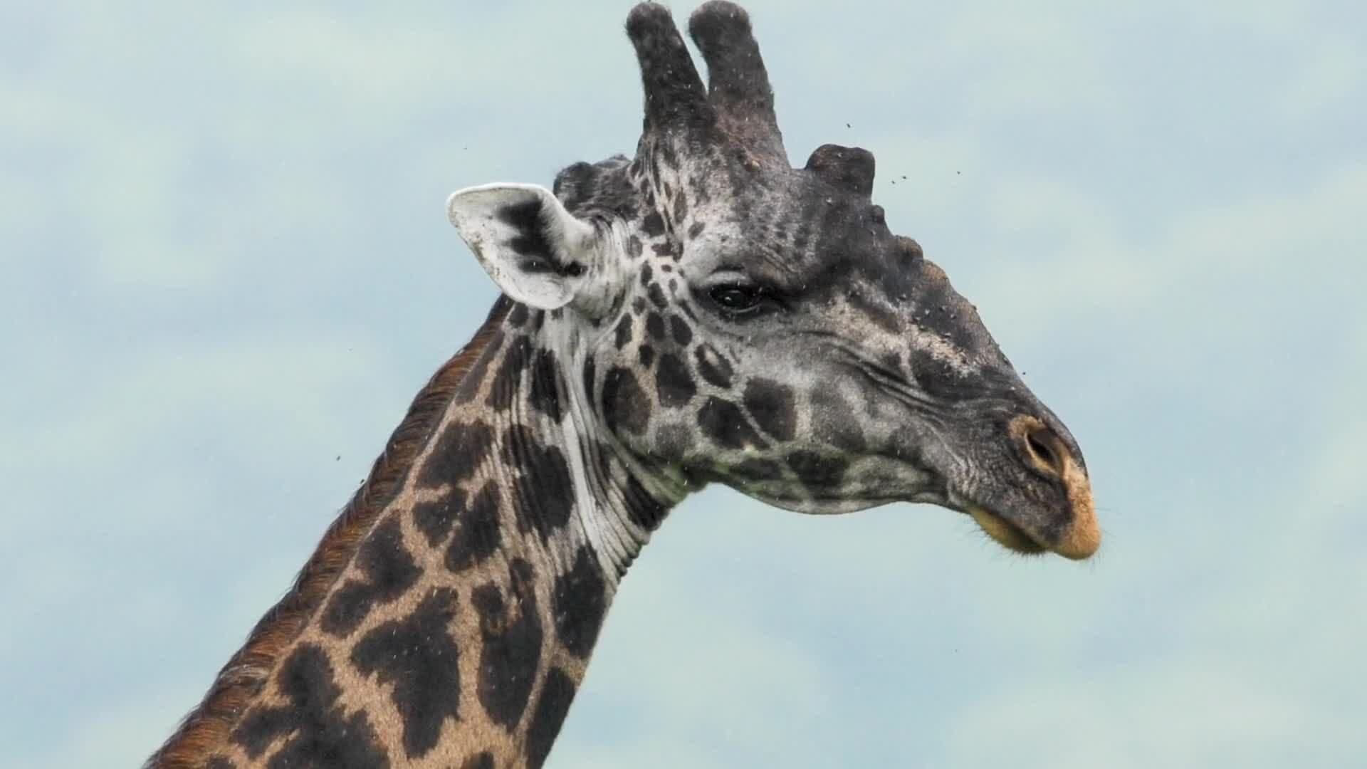 Exploring Giraffe Diversity: Species and Subspecies Across Africa