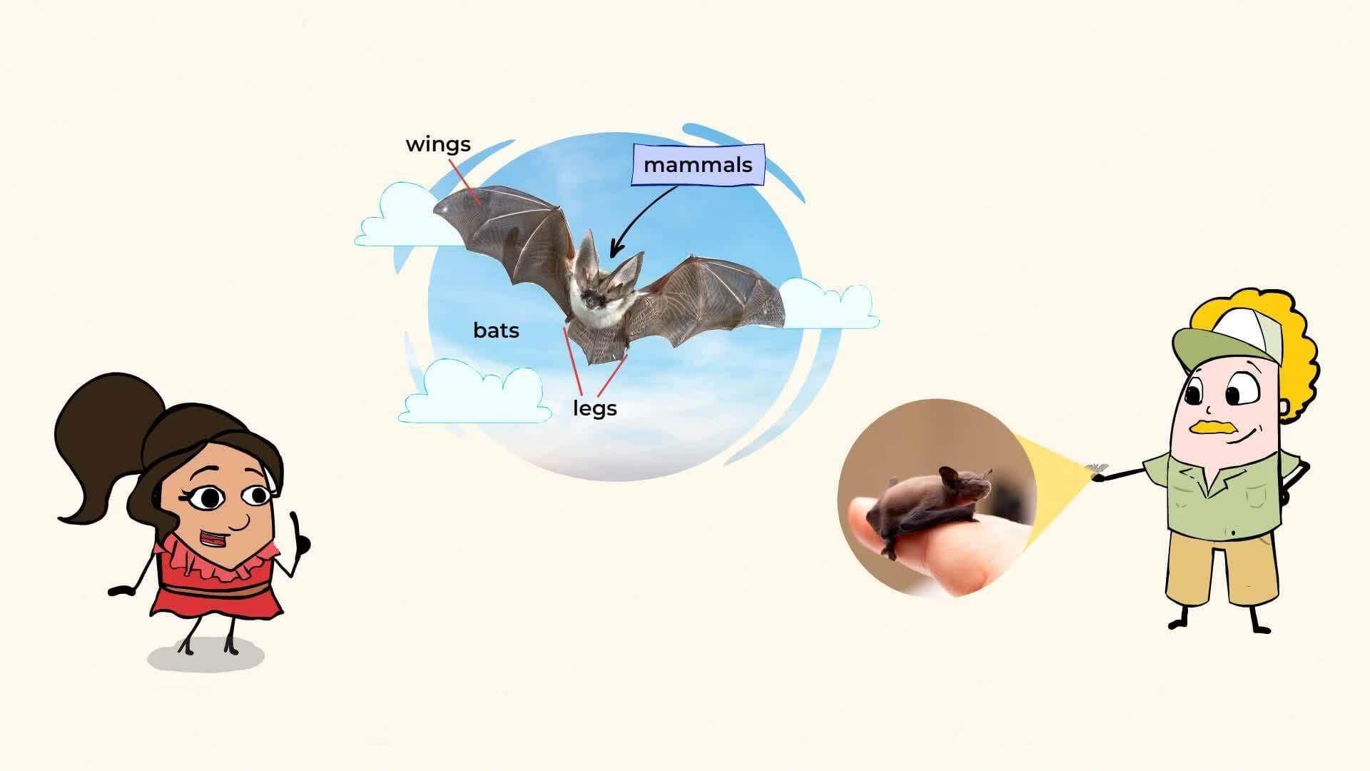 Discovering Mammals