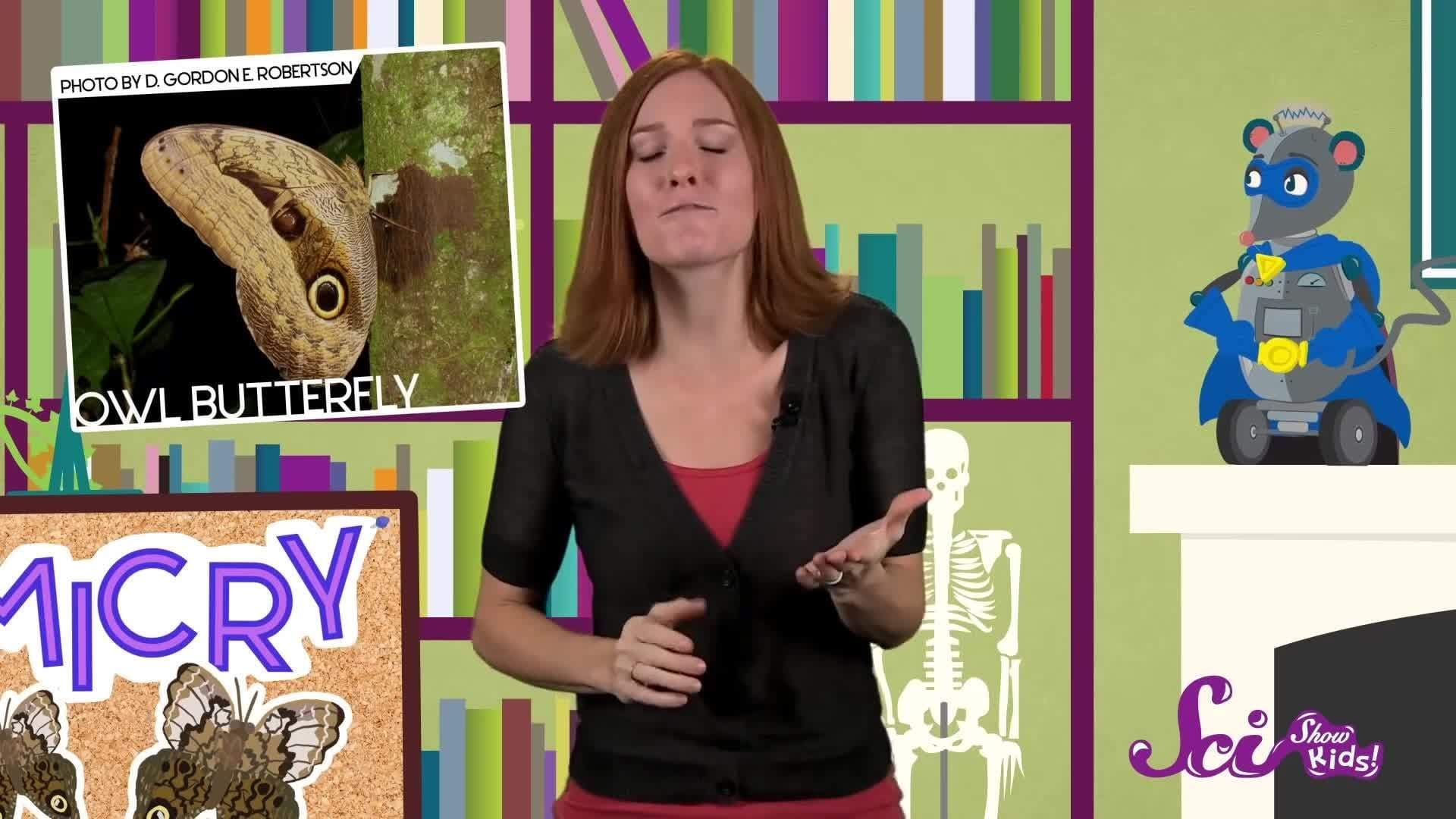 Animal Tricksters!