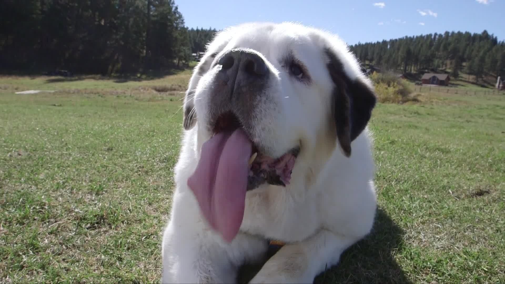 The Dog with the Longest Tongue in the World