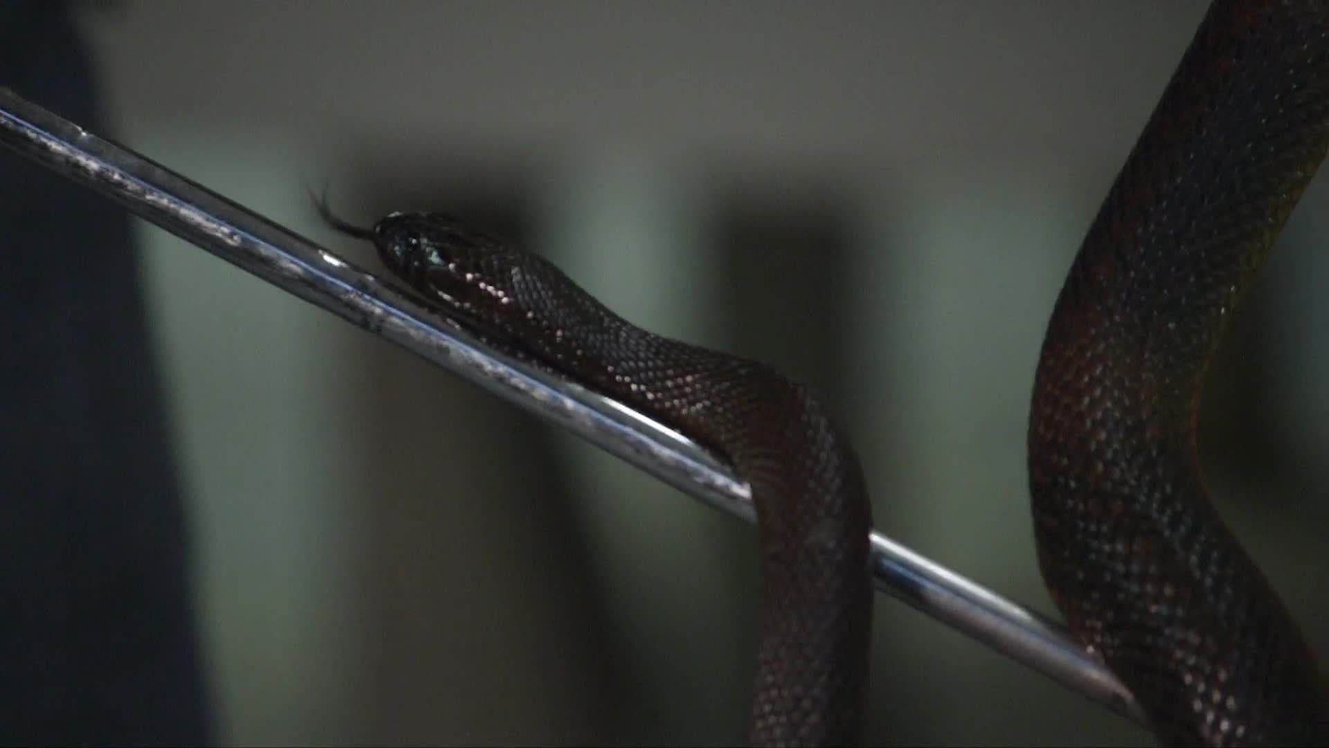 Exploring the World of Reptiles