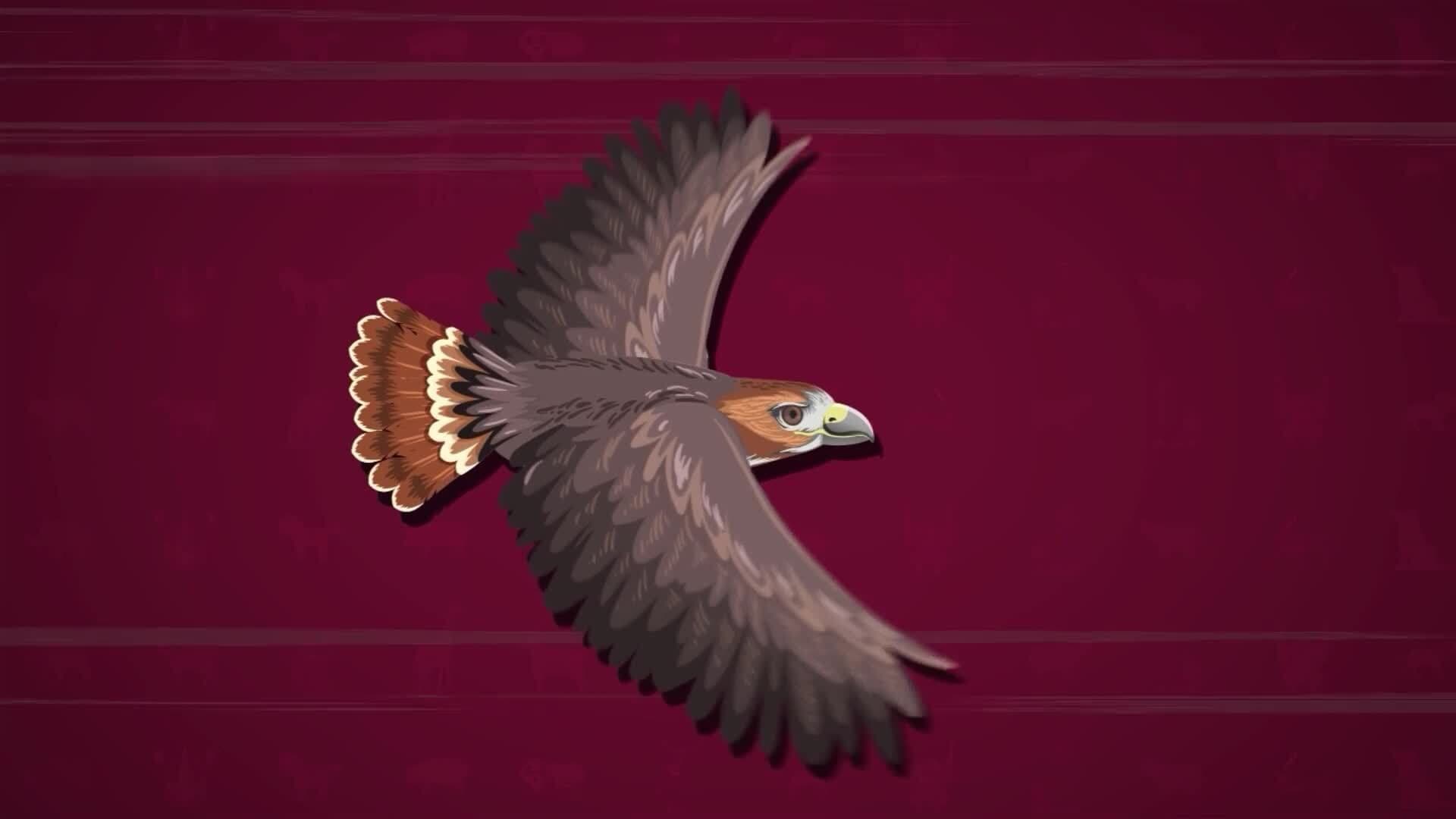 I WONDER - What Is Special About A Peregrine?