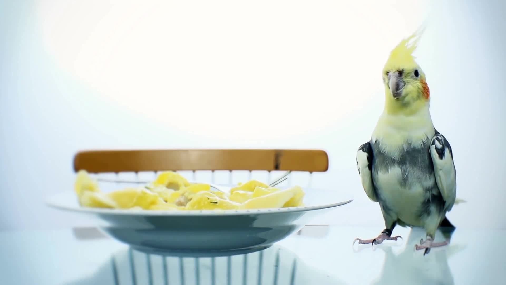 Birds and Humans