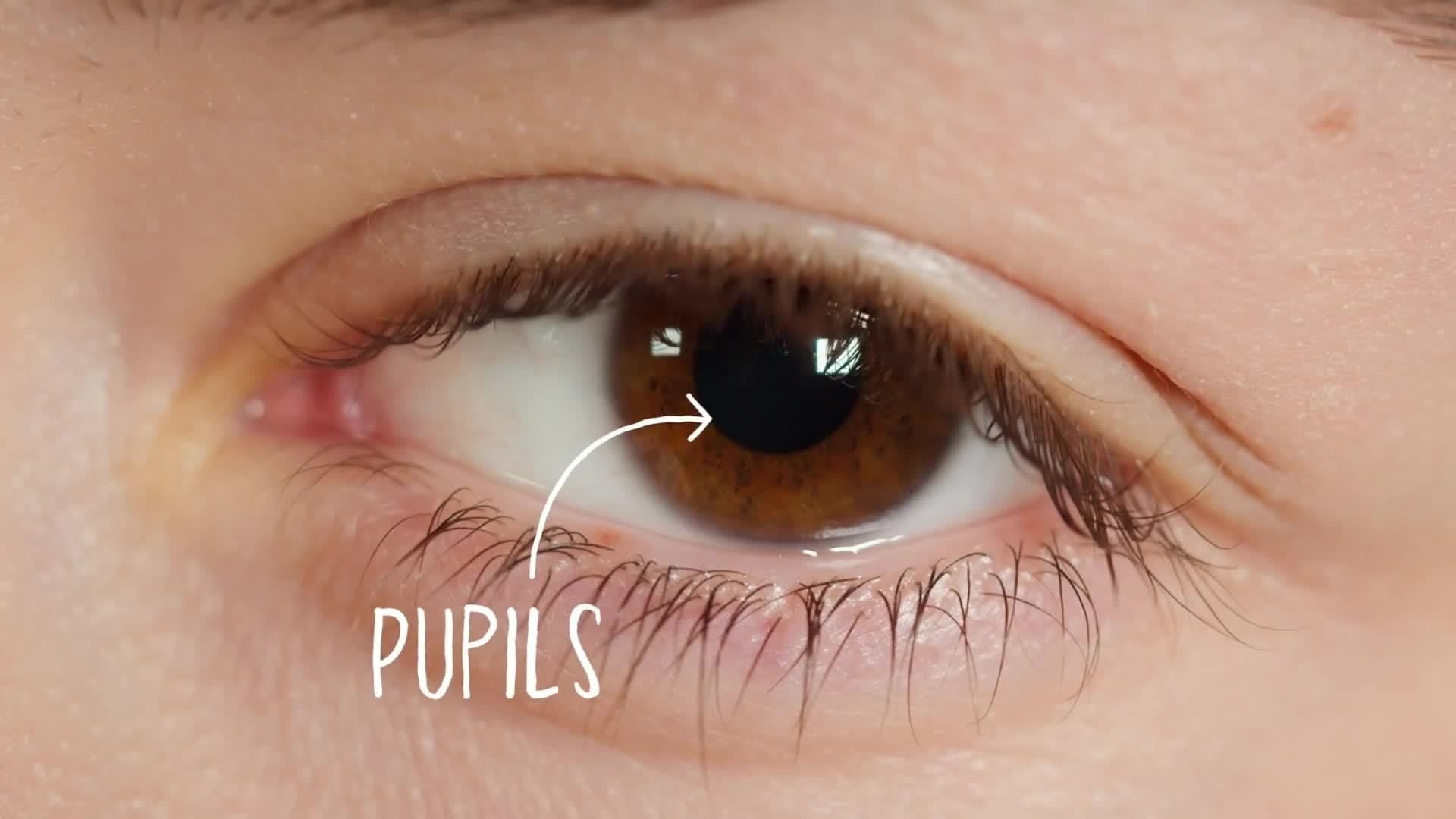 I WONDER - What Job Does The Pupil In The Eye Do?