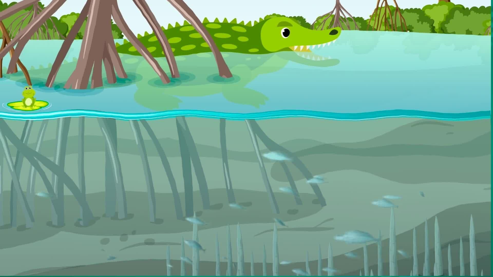 High Five Facts - Swamps
