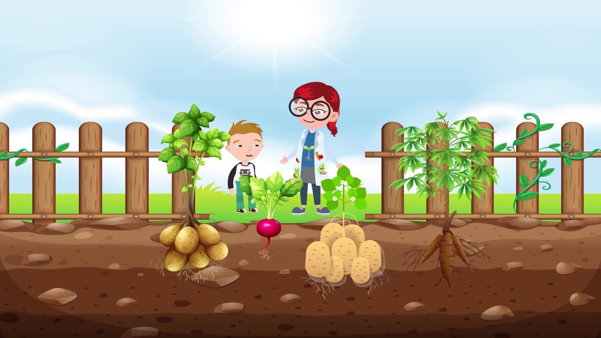 Plants as Food