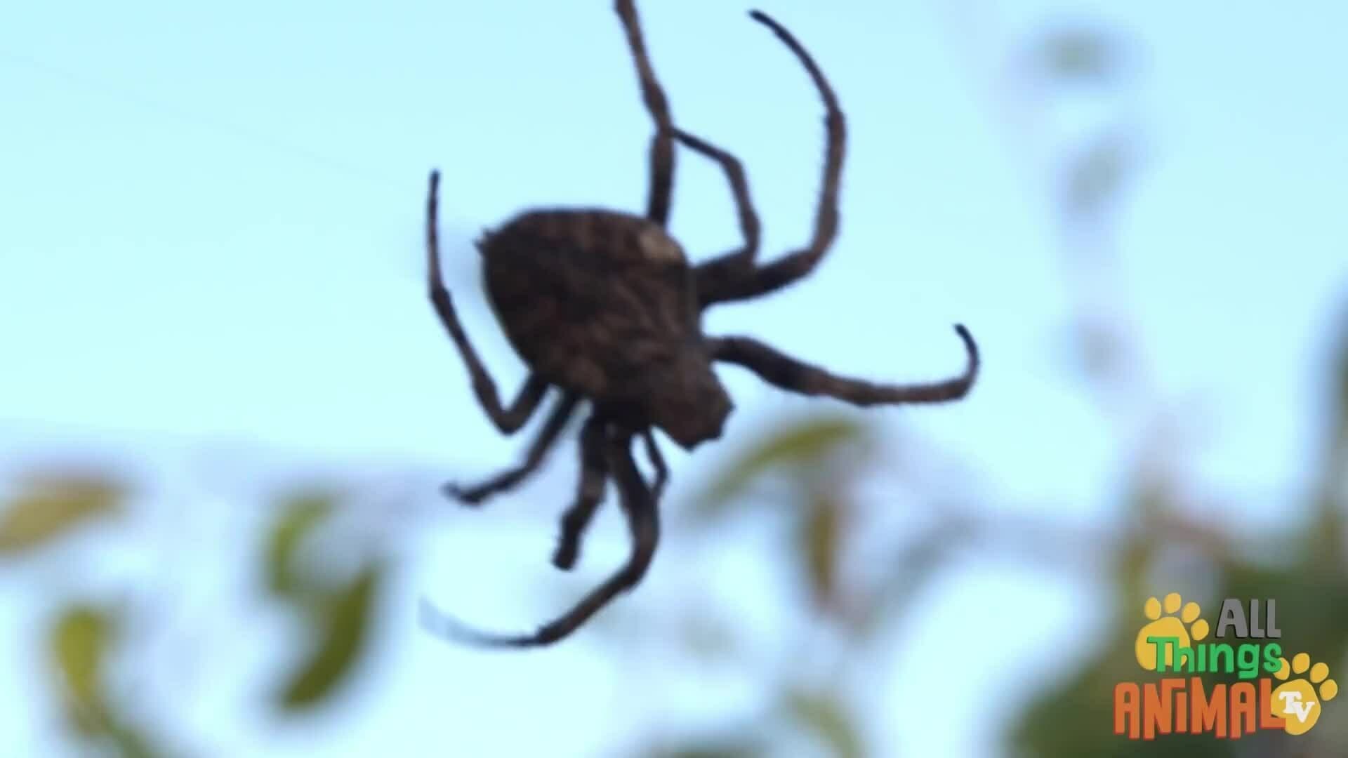 Exploring the Fascinating World of Spiders