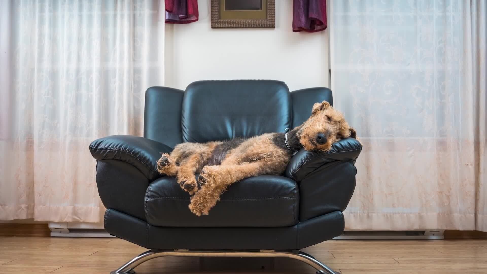 Alphabet Fun with Dogs: A to E