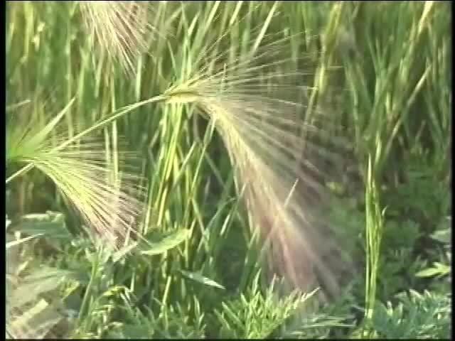 Grasslands: What Is a Grassland?