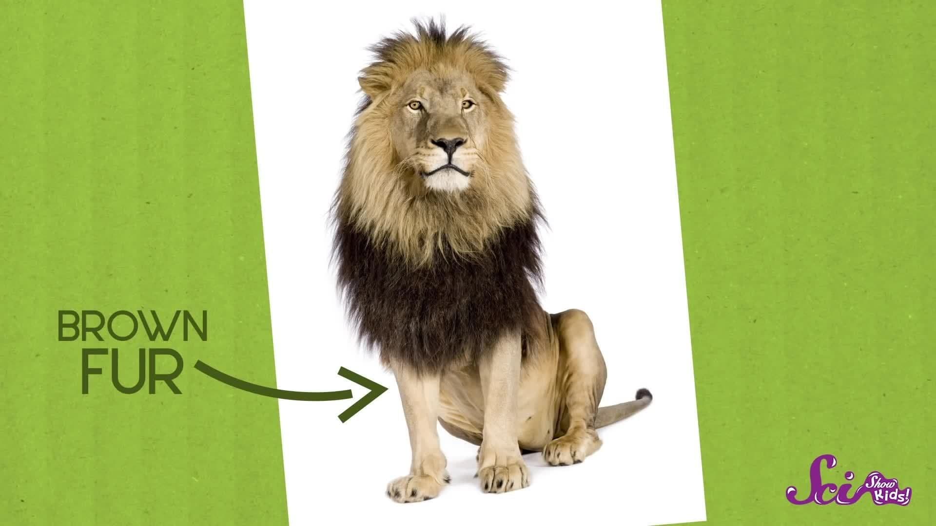 Roar! Meet the Big Cats! Animal Science for Kids