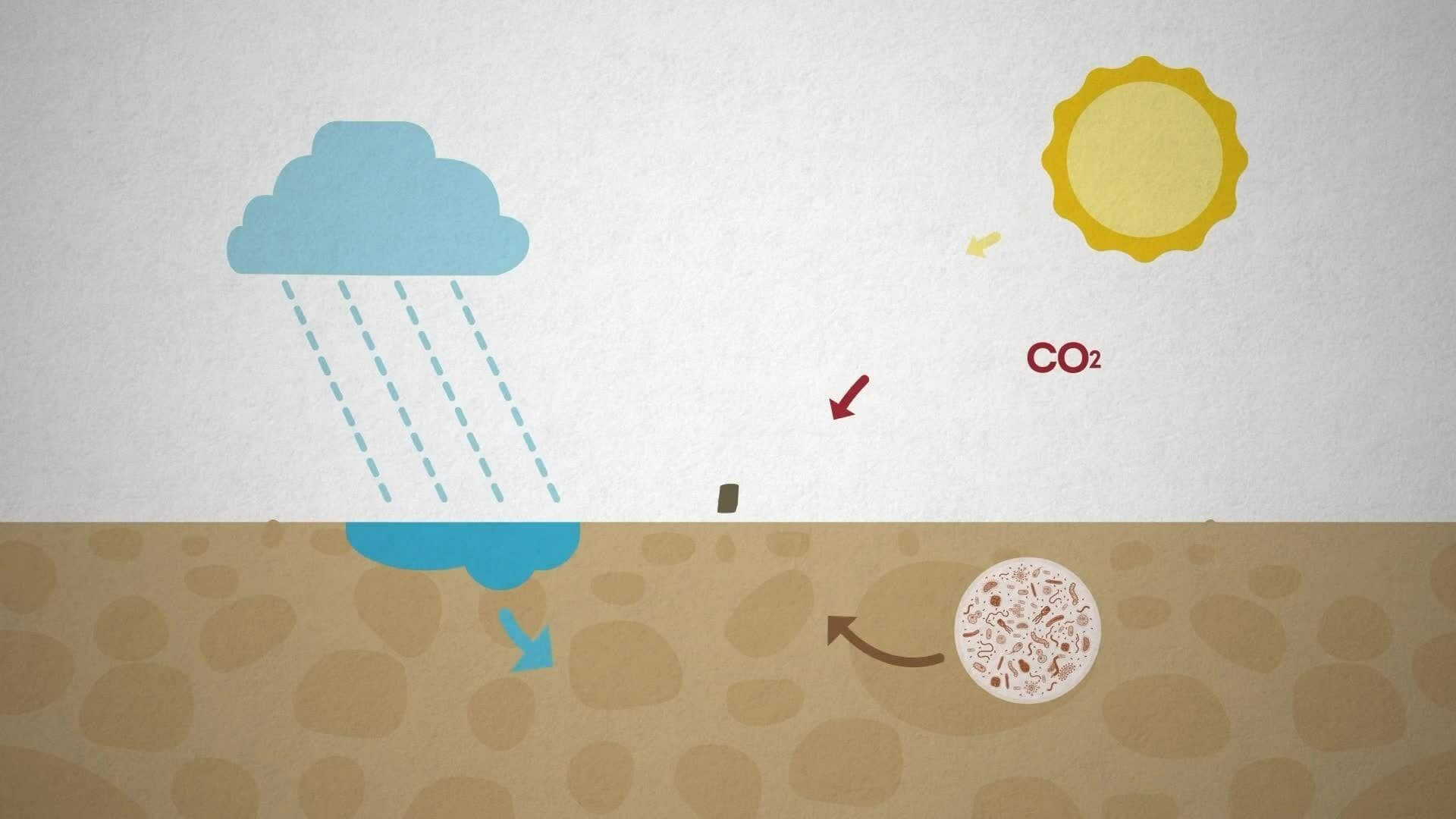 I WONDER - What Is A Carbon Sink?